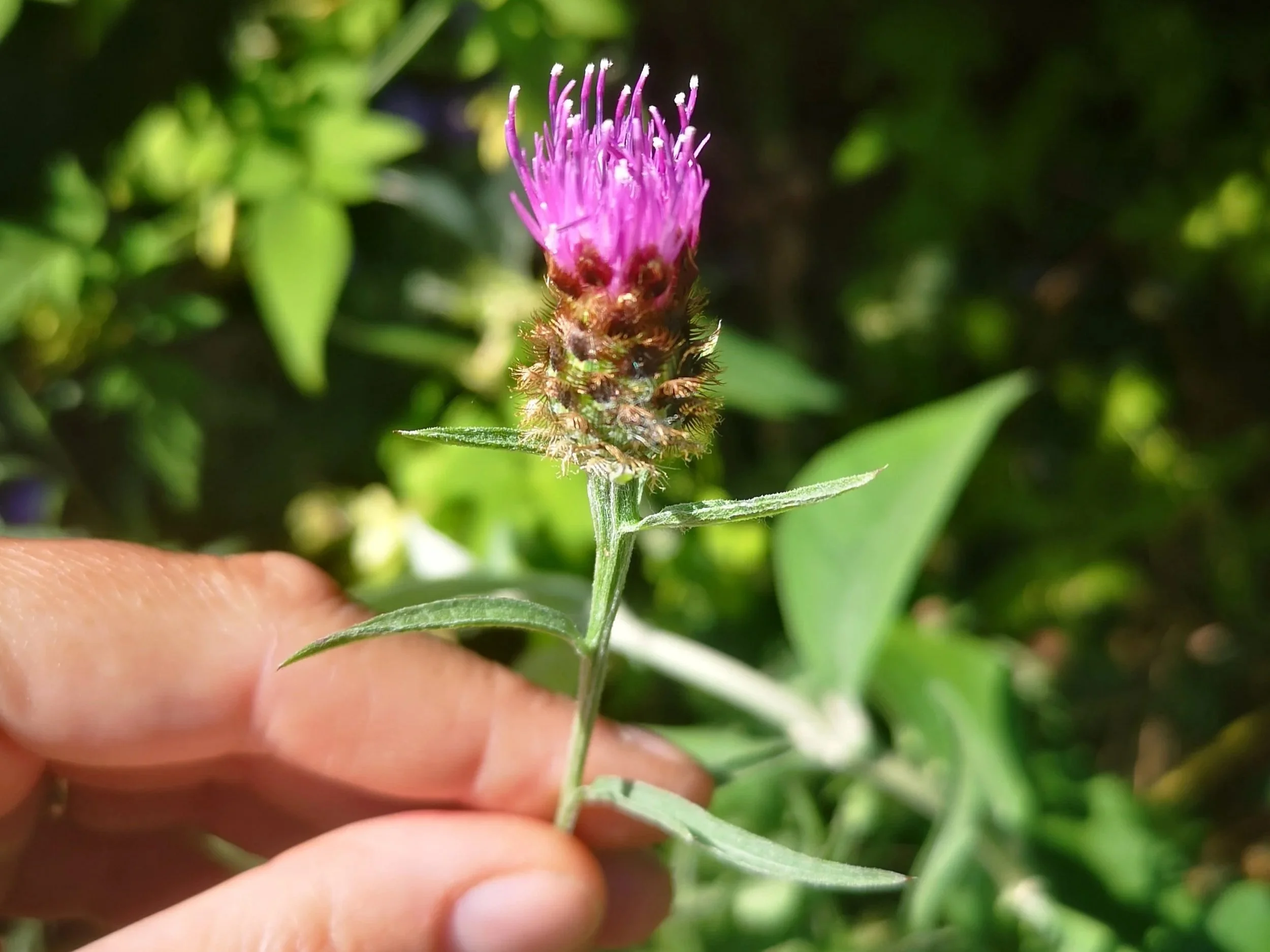 Common knapweed flower held up