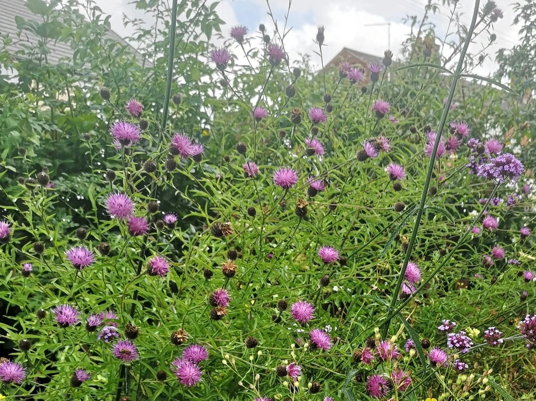 Common knapweed in wild patch
