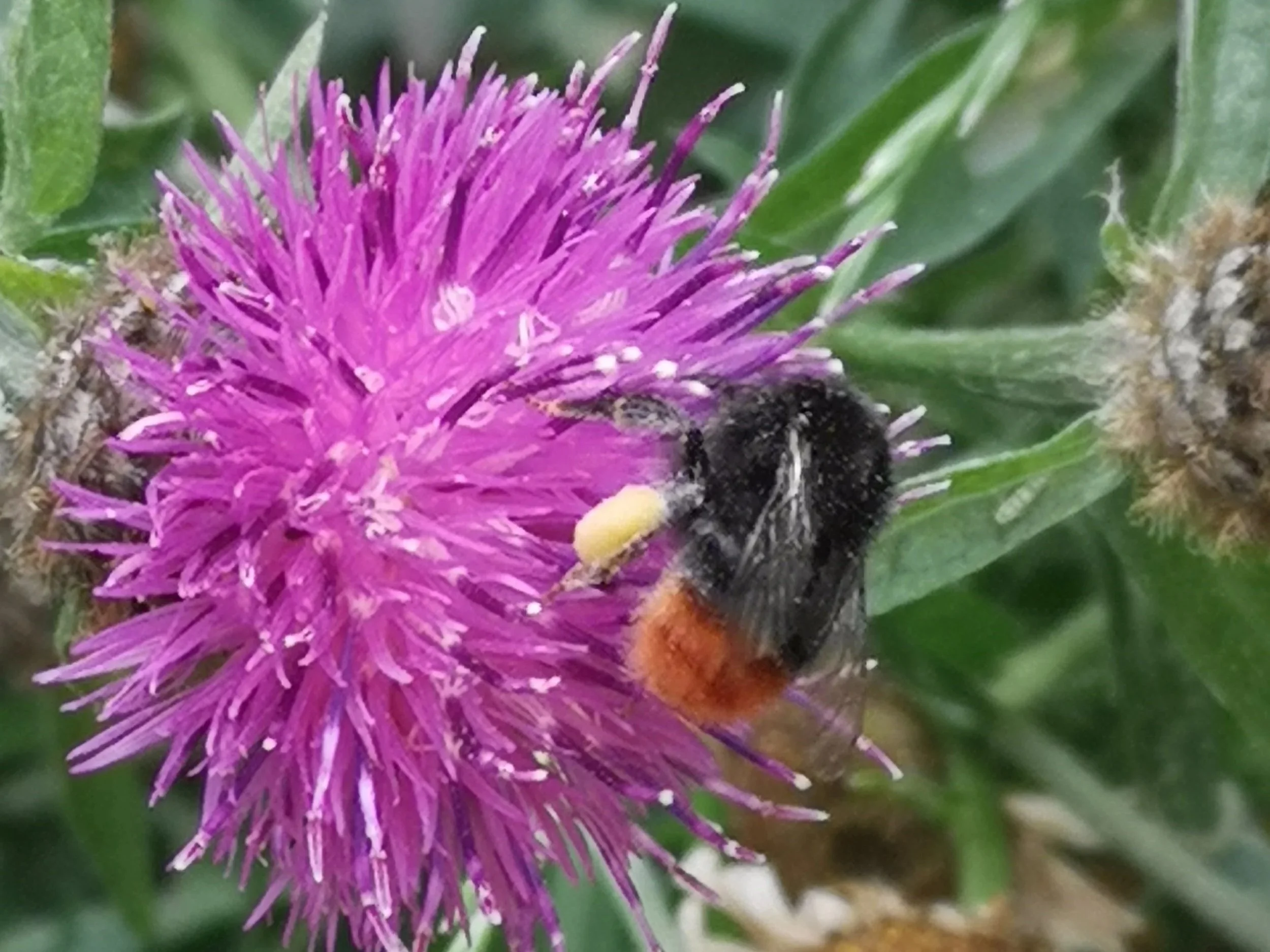 Common knapweed