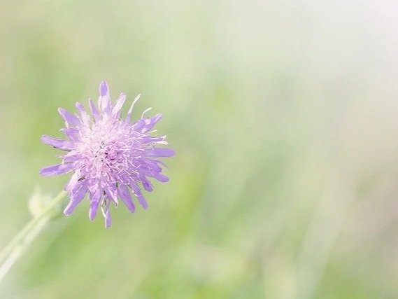 Pixabay+small+scabiosa.jpg