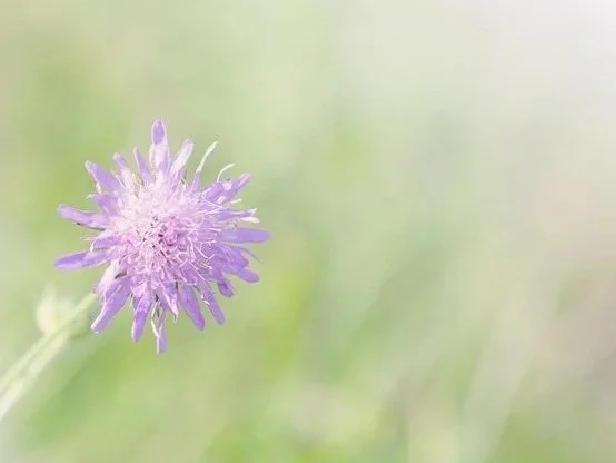 Small scabious