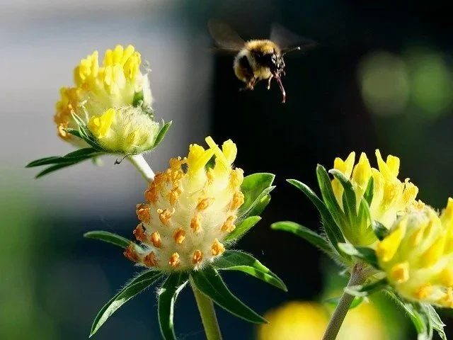 Kidney vetch close-up