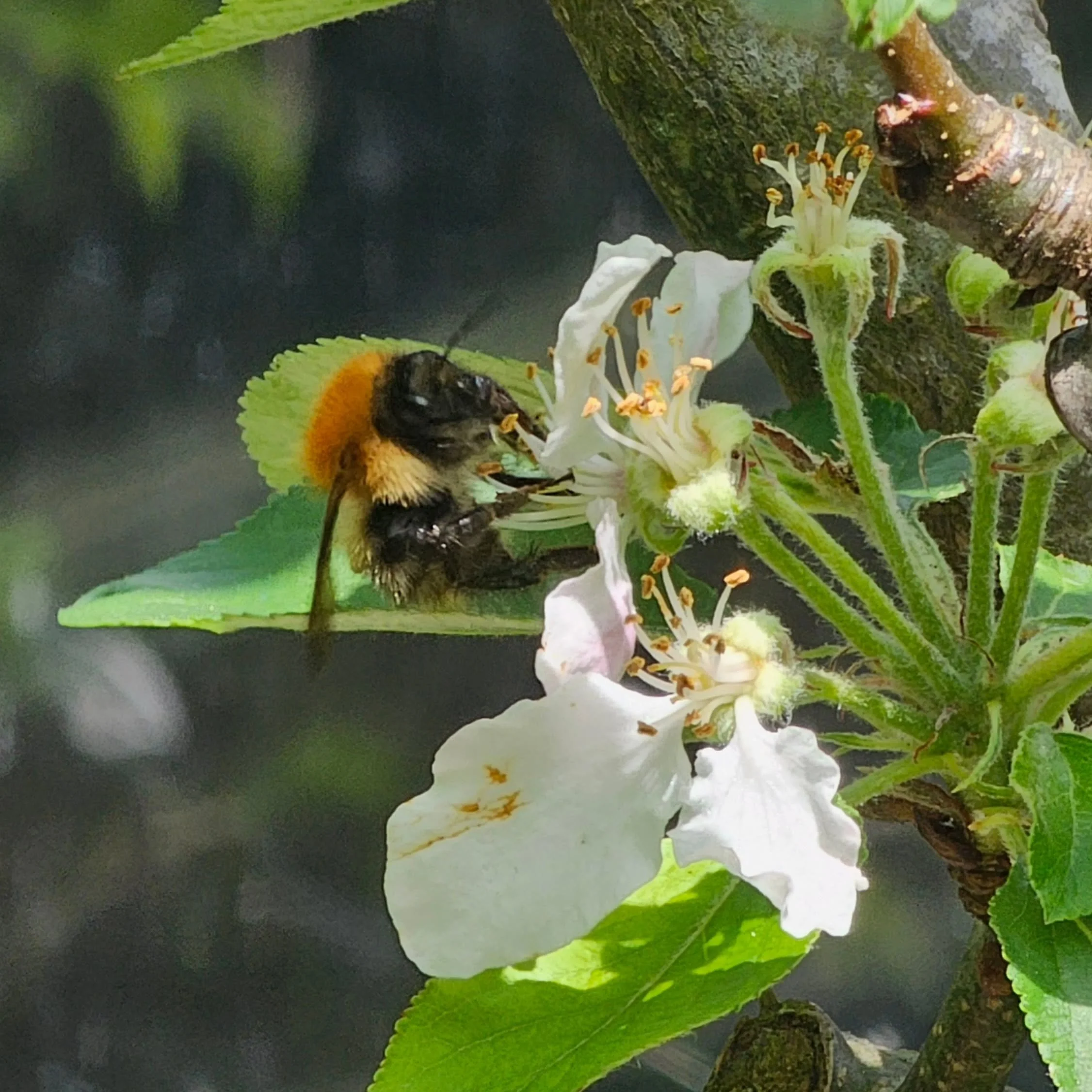 Welcome back! The common carder bee has appeared in the garden in the last week or so. Have you spotted one yet? 

This marmalade fluffball will be one of the last bumblebee species on the wing, right into autumn.

Their longer tongues mean they can 