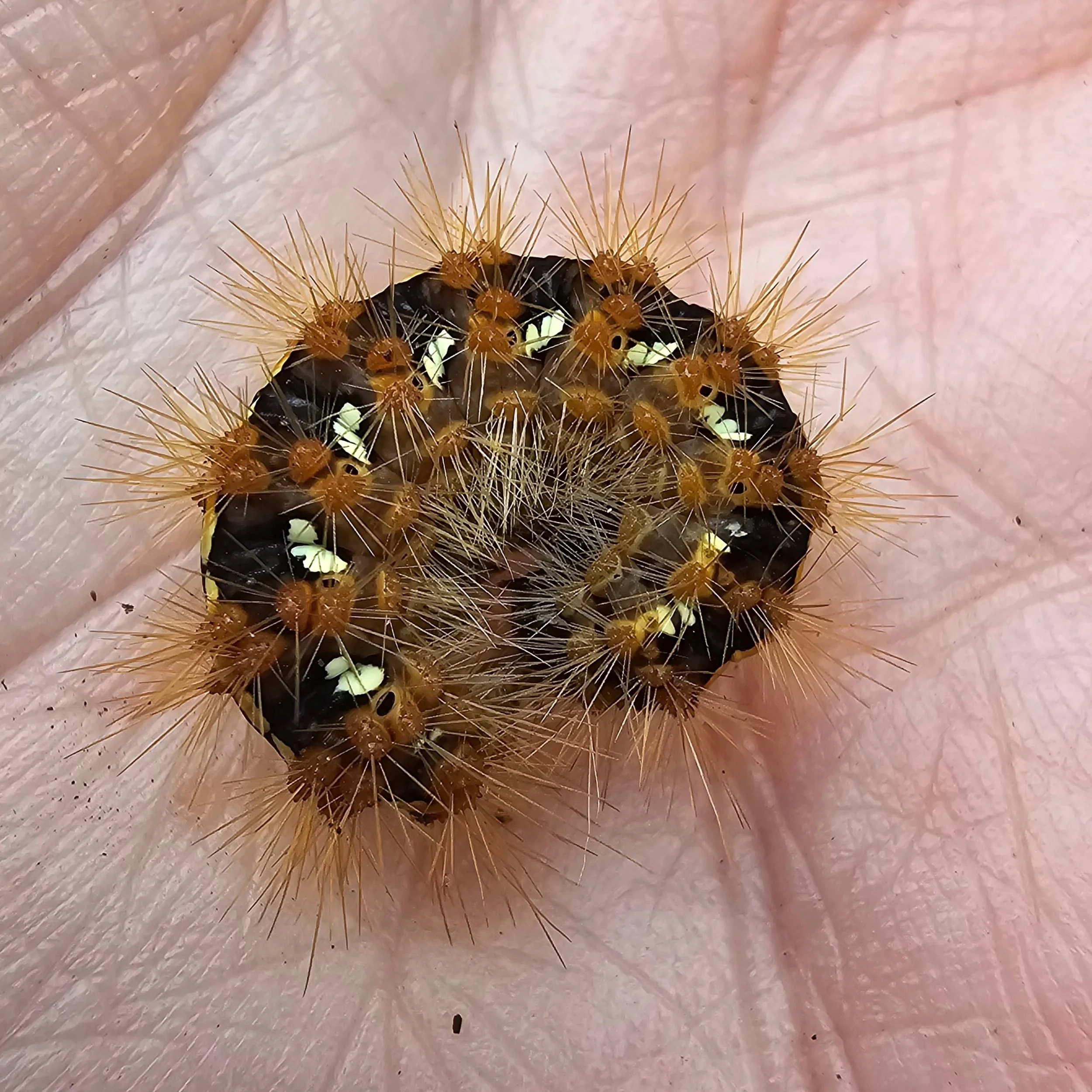 Guess what was nestling within my gate lock?

 A Jersey Tiger moth caterpillar!

How it hadn't been squished, I don't know. 😅 

The adult moths were in the garden last summer, and numbers are increasing according to @savebutterflies - advising that 