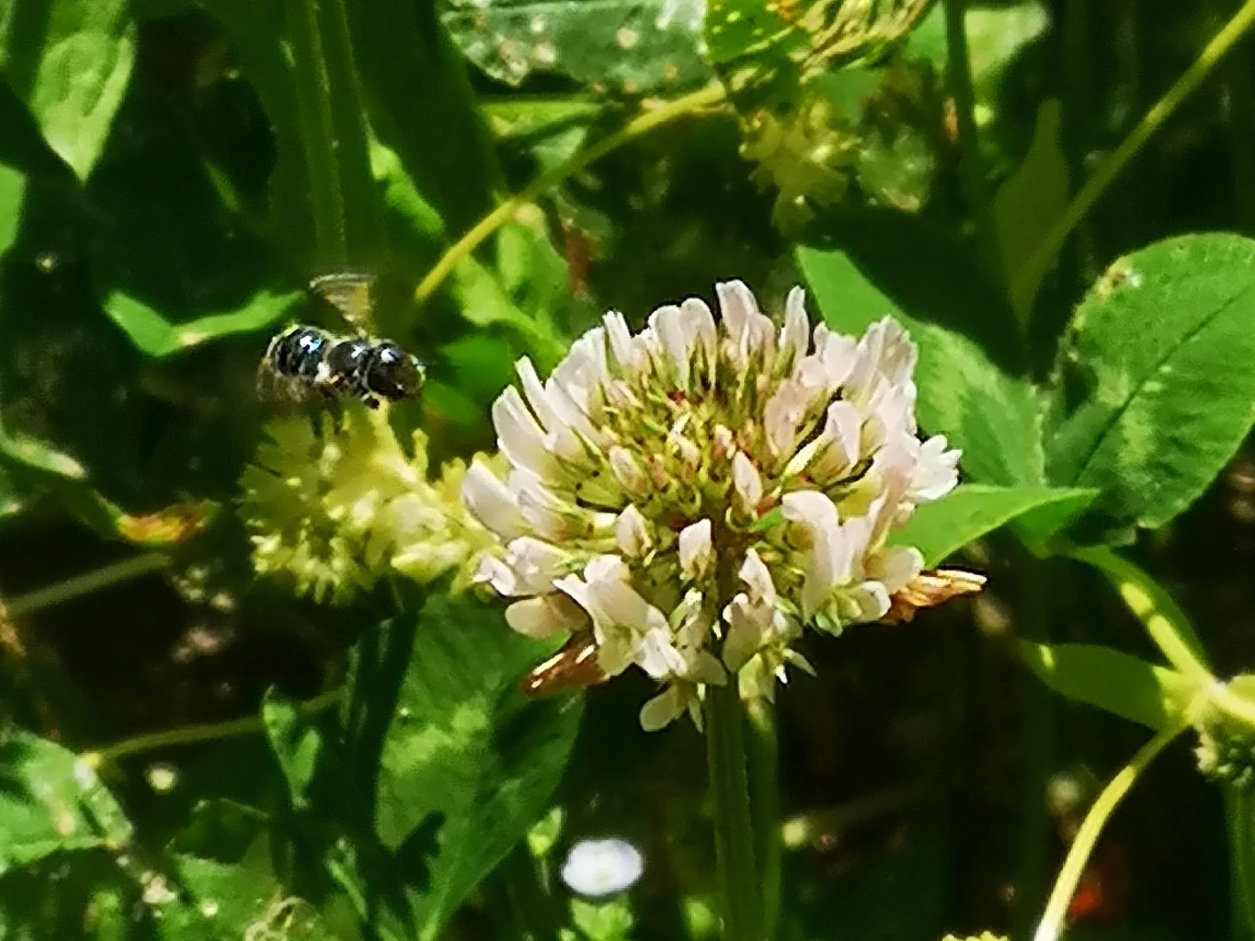White clover