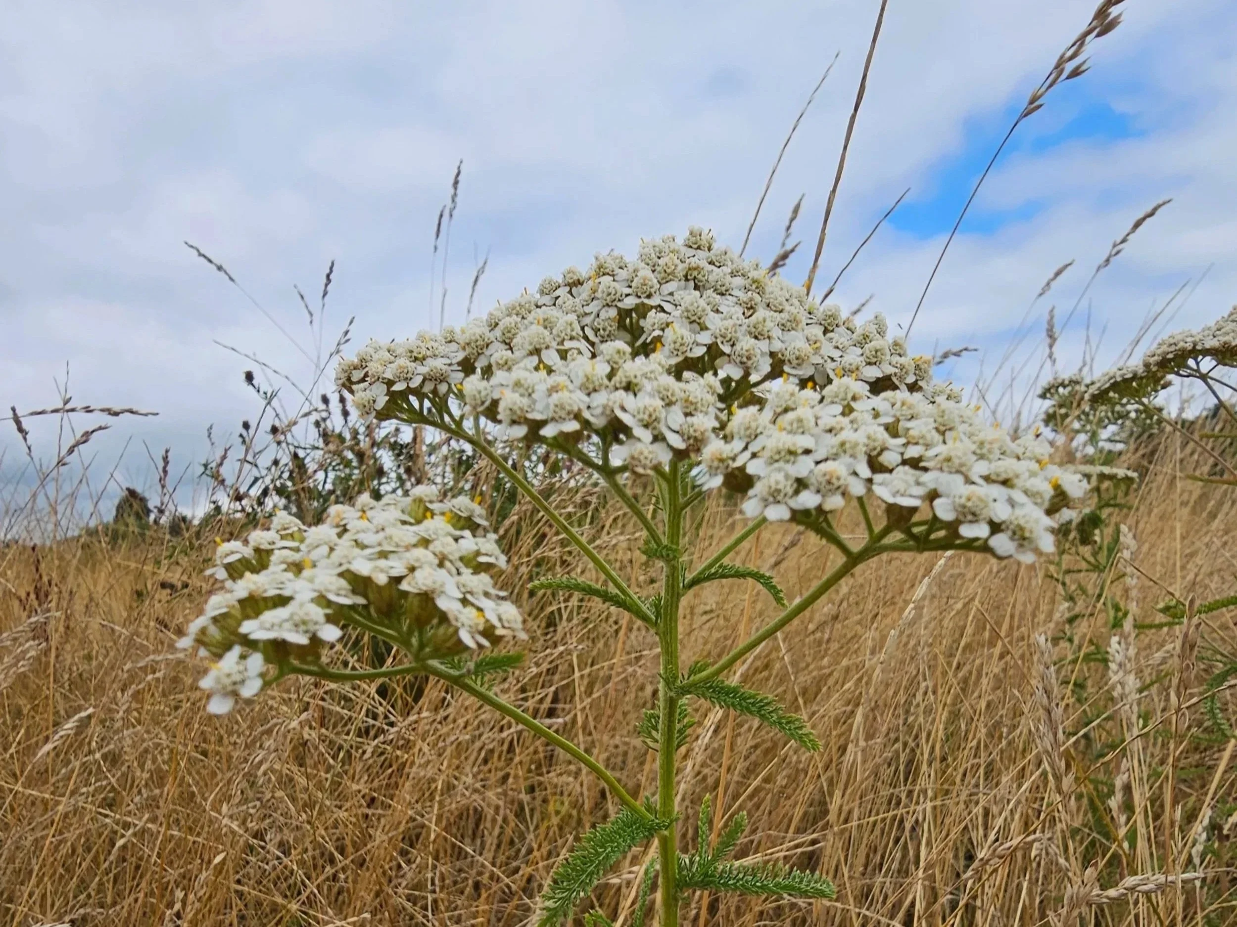 Yarrow