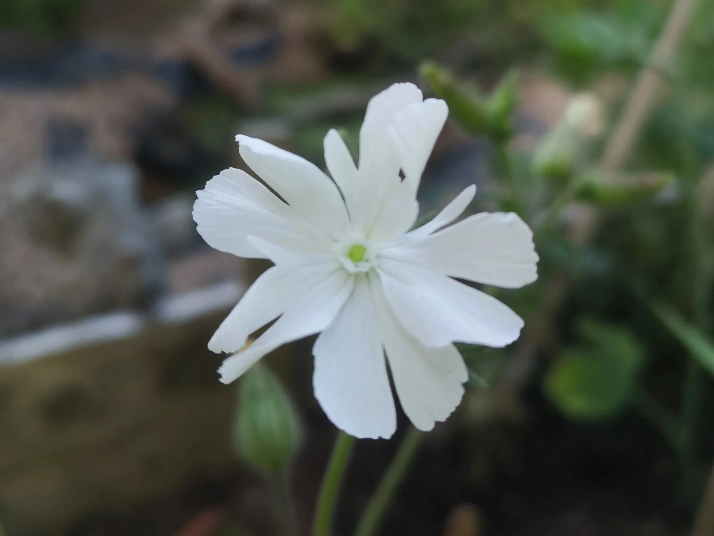 White campion