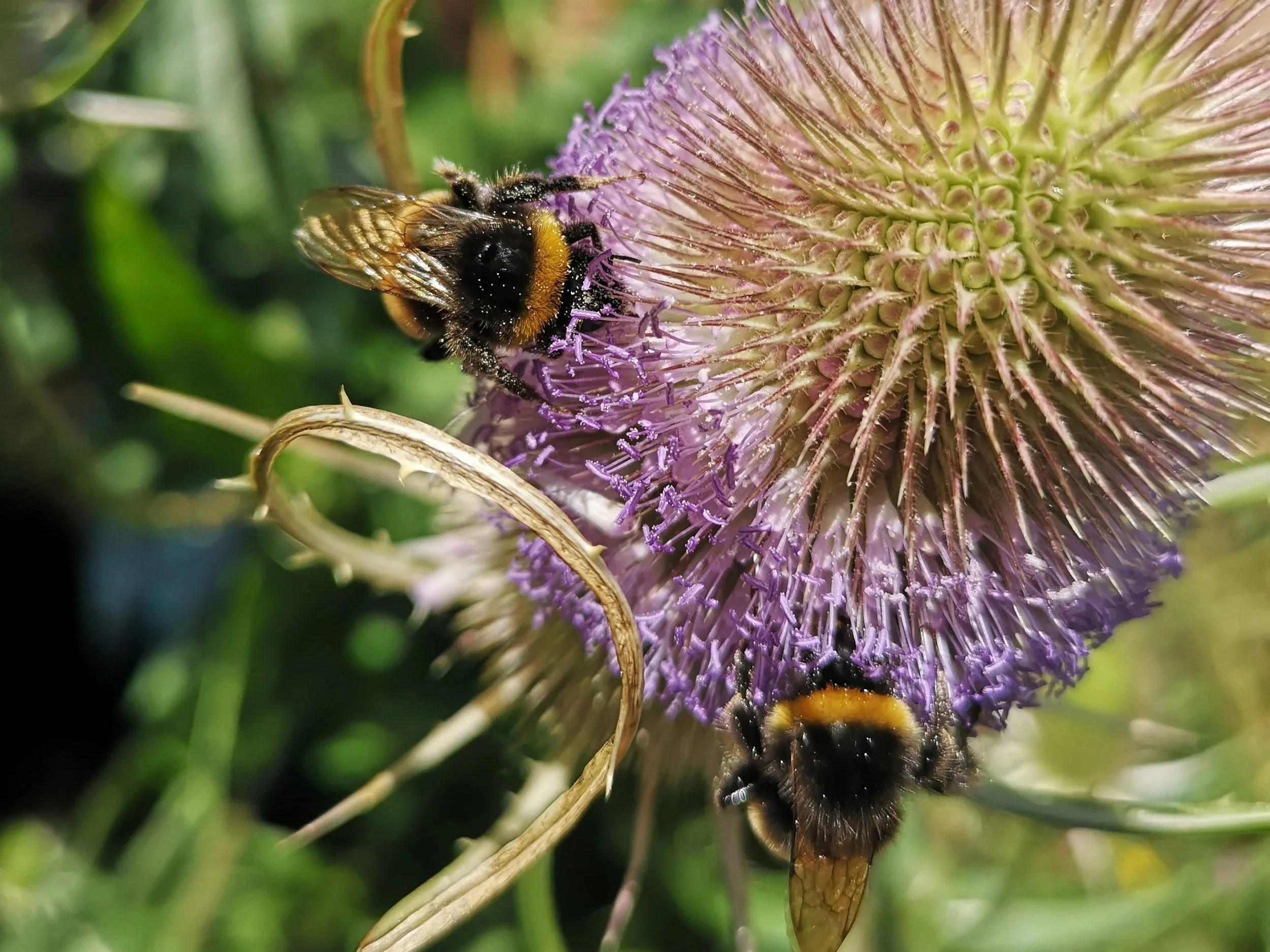Teasel wtih bumblebees