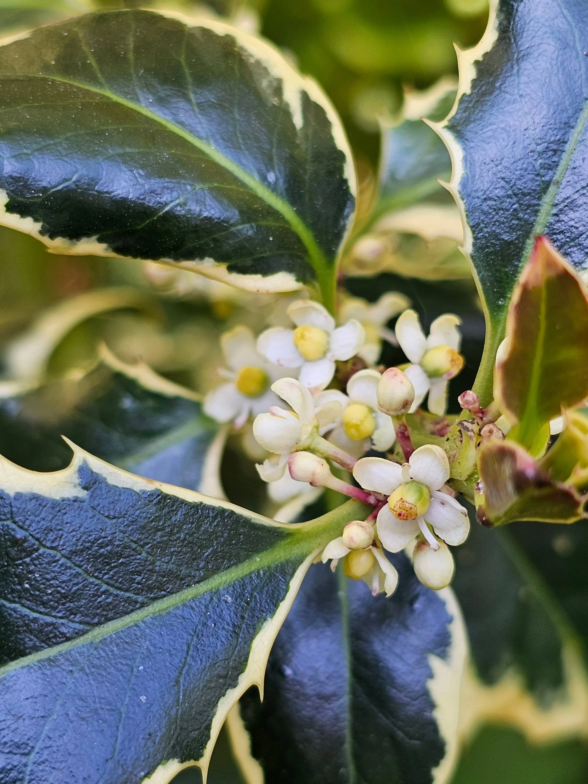 Have you ever seen holly flowers?

Tiny white blooms have opened on my small holly shrub and I'm hopeful that there are now enough to tempt a Holly Blue butterfly to lay eggs on them. 🤞🦋 

Holly Blues are on the wing from April and I keep  catching