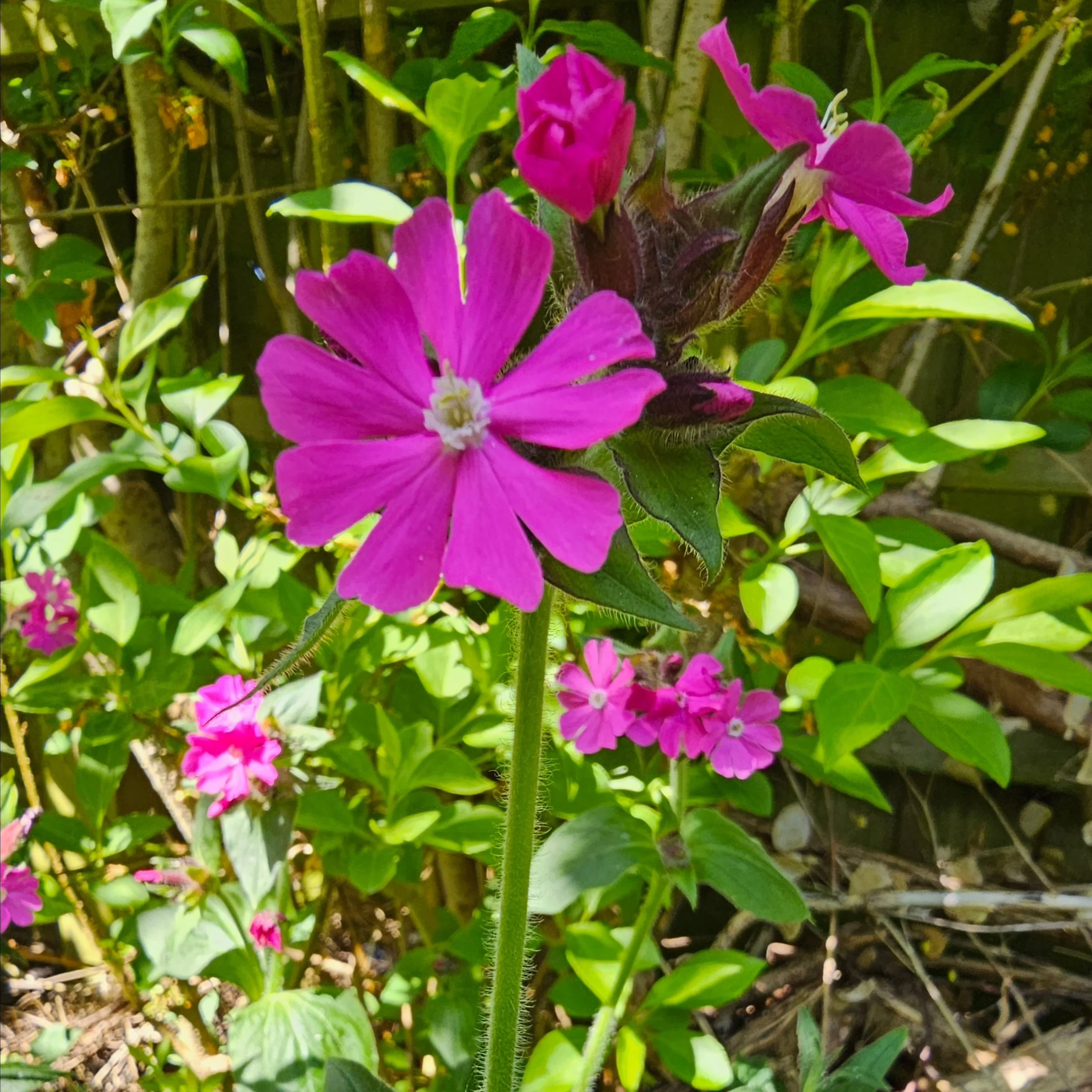 🌸 Red campion 🌸 available at @brillsville_market Sat 9 May 9-1, and @pincescommunitygarden Sun 10 May from 10am. 

Red campion is blooming all around the back garden this year: in sun at the edge of the pond, in dappled shade next to the greenhouse