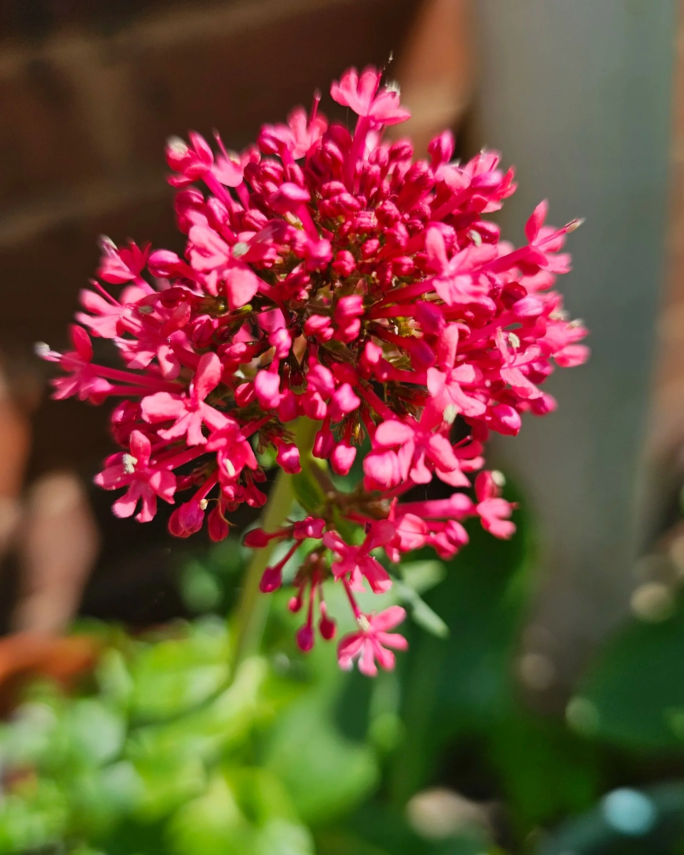Red valerian