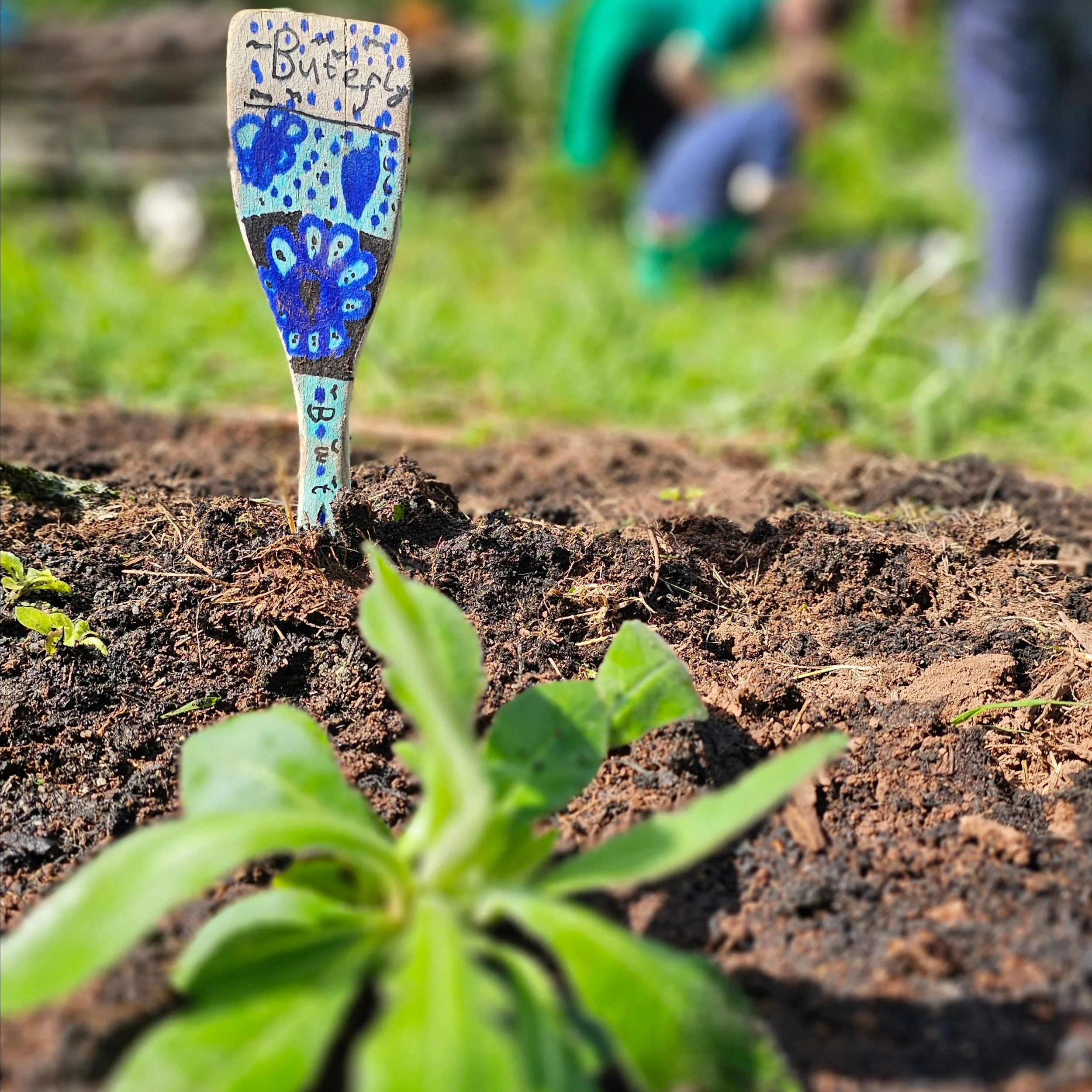 Exciting session with the Wildlife Champions of Ide Primary School this week! 🌞 🌱 

The children planted wildflowers to help caterpillars, moths, butterflies, bees and more, watered the mini pond and bog garden which now boasts flowering ragged rob