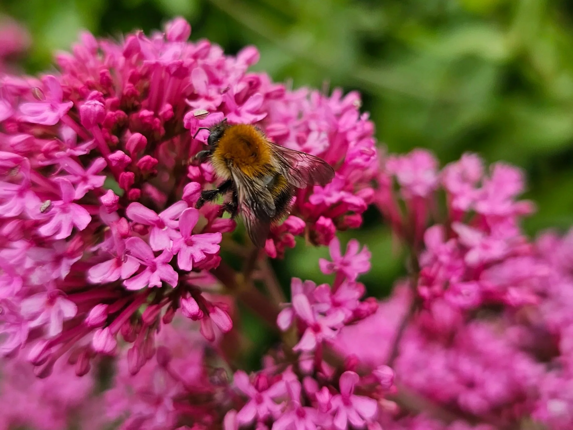 Common+carder+bee.jpg
