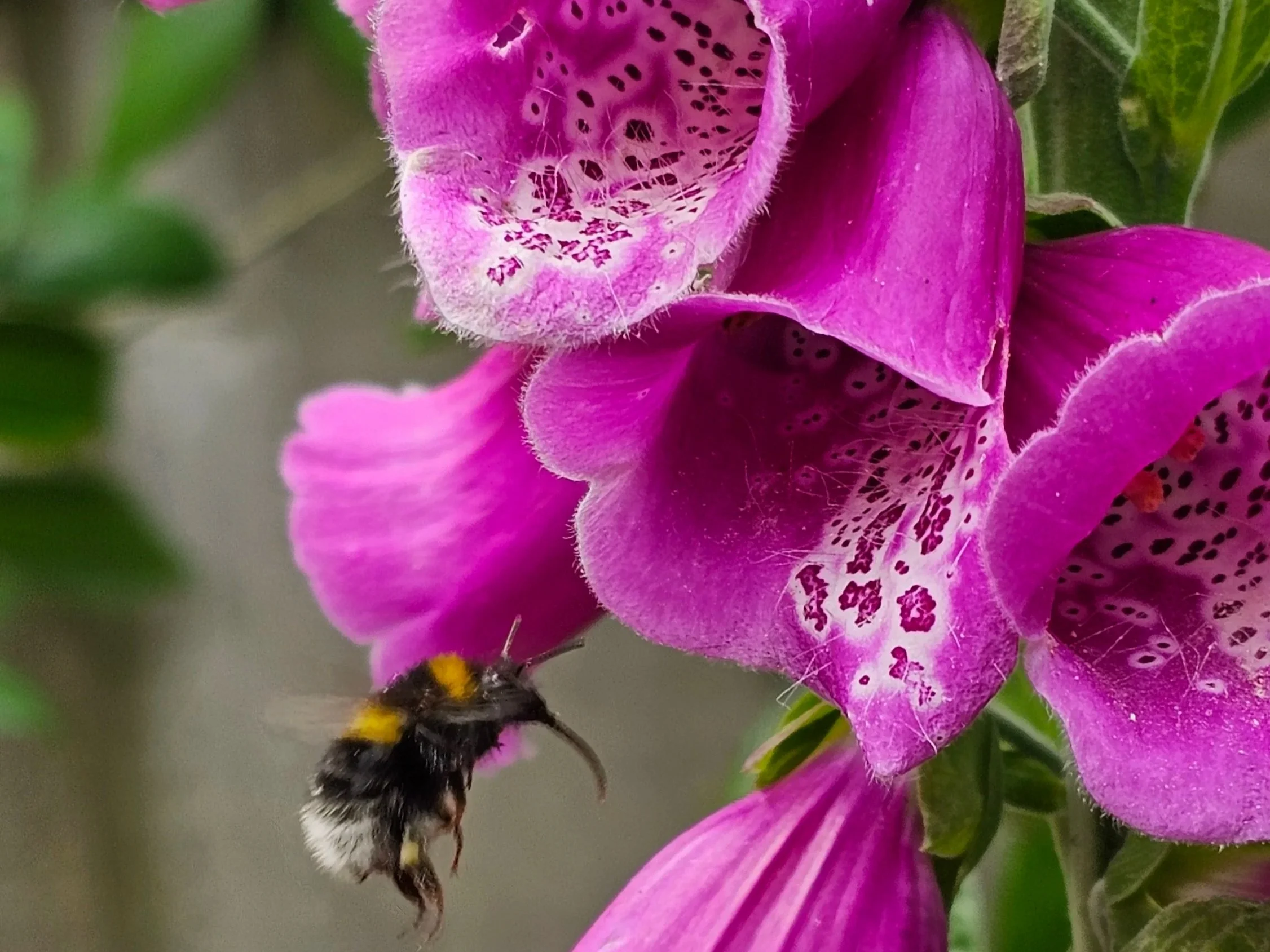 Foxglove+garden+bumblebee.jpg