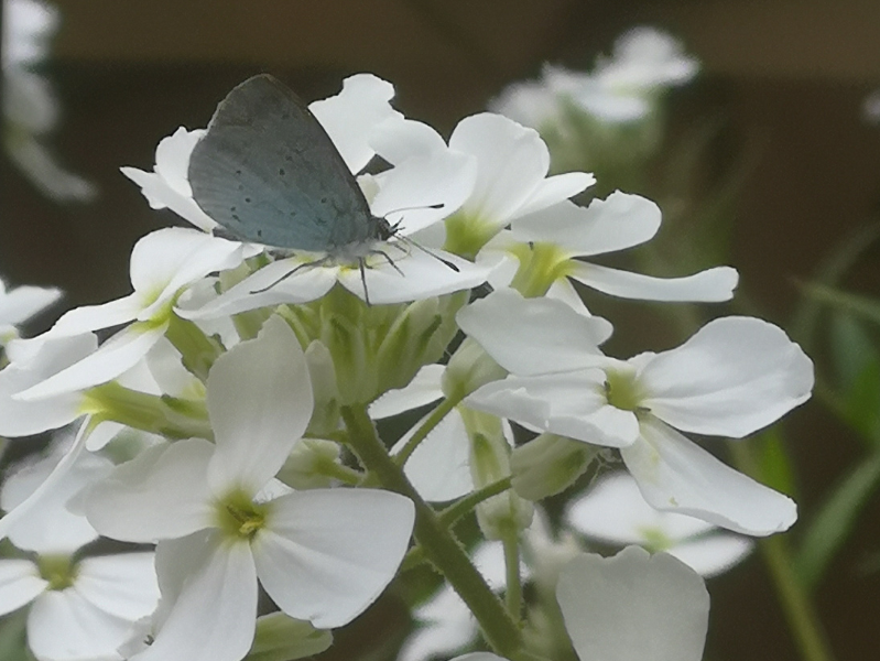 Holly blue butterfly on sweet rocket