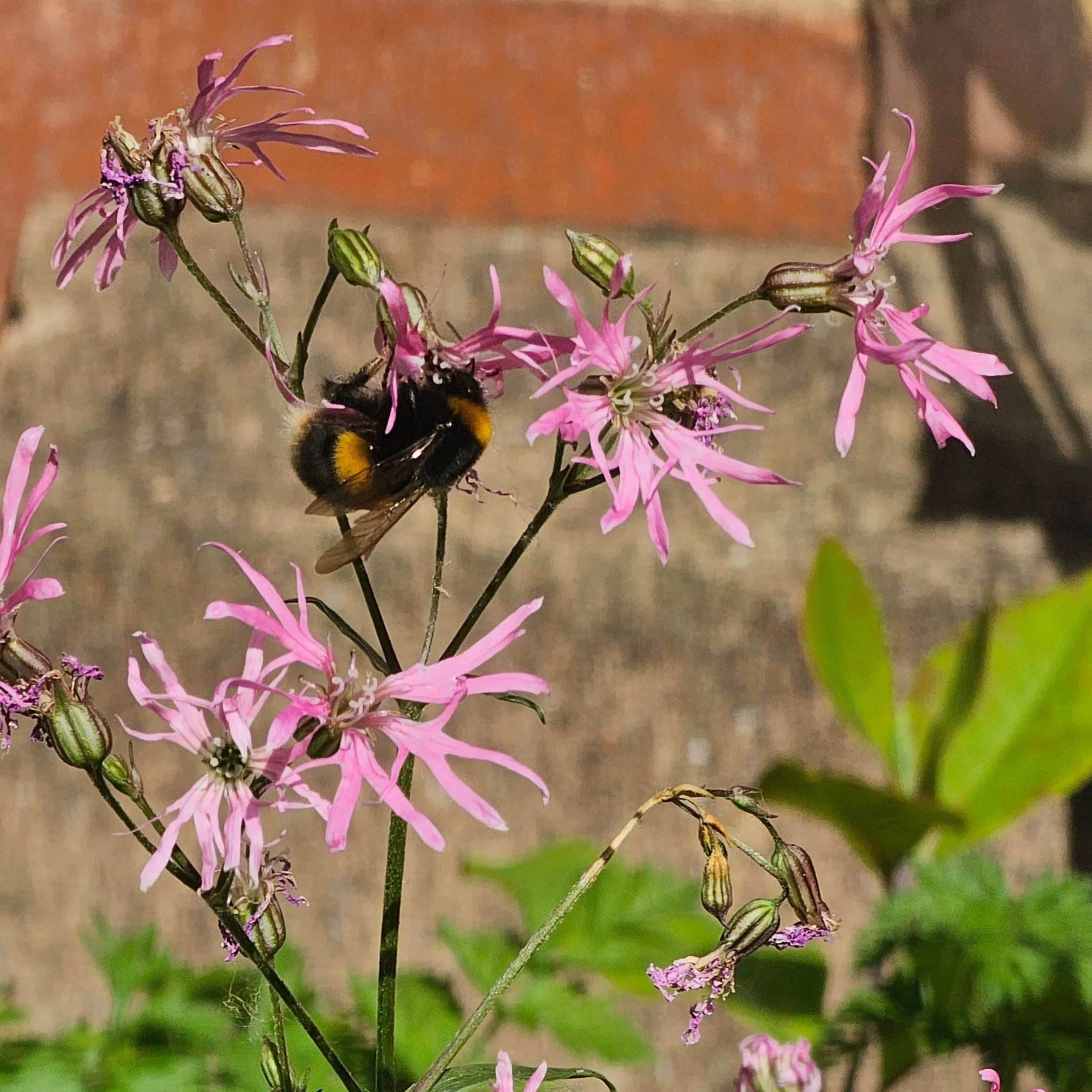 Bits 'n' bobs:

Ragged Robin feeding a bumblebee, in my little nursery patch with @zeromilegardens. 

Ox-eye daisy hosting a ?Narcisis bulb fly. 

Mint moth time!

First sighting of sweet rocket feeding a hoverfly.

What's catching your eye out there