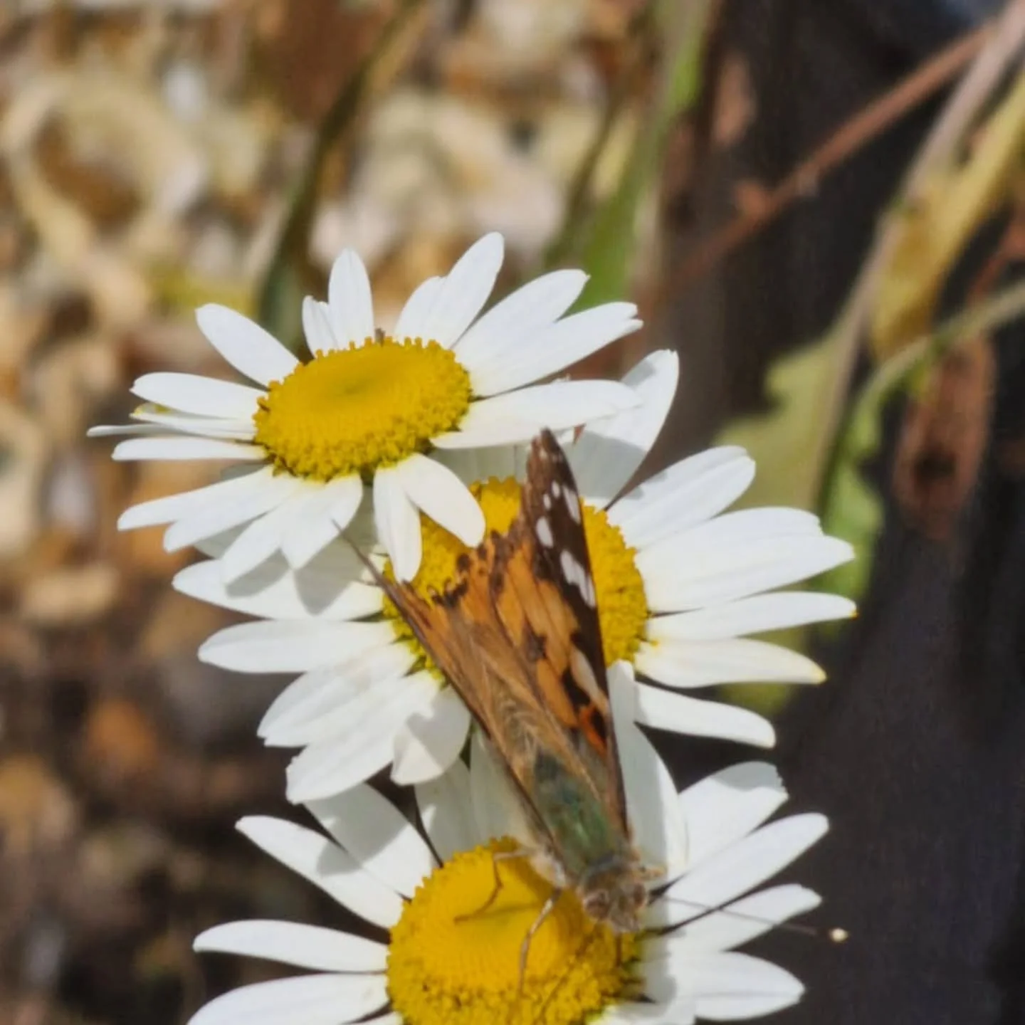 Painted Lady butterfly visiting an ox-eye daisy? Yep, your eyes are not deceiving you!

Thank you to my friend for sharing this pic taken in Carmarthenshire, Wales, of an ox-eye that originated from my little nursery and has been living a happy life 