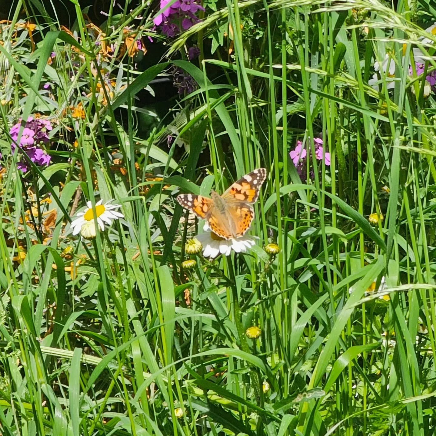 What was that about nature being full of surprises? Just opened the back door while grabbing some lunch and look what I saw!

✨ ✨ ✨ ✨ 🦋 🌼

Painted Lady butterfly feeding on ox-eye daisy and wallflower 'Bowles Mauve'.

👀 👀 👀

Just an hour or so a