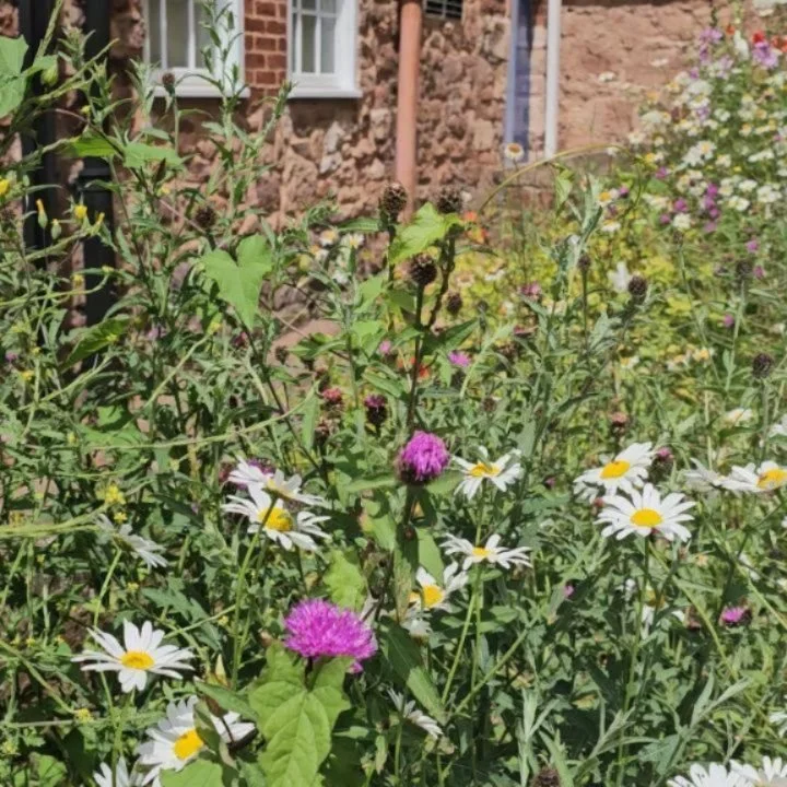 Love walking by this 'secret' side to @exetercathedral and seeing it left as a peaceful nature patch, providing a vital bit of wildlife corridor in the city centre. (There are also some trees just off camera usually hosting some raucous corvids!)

Wh