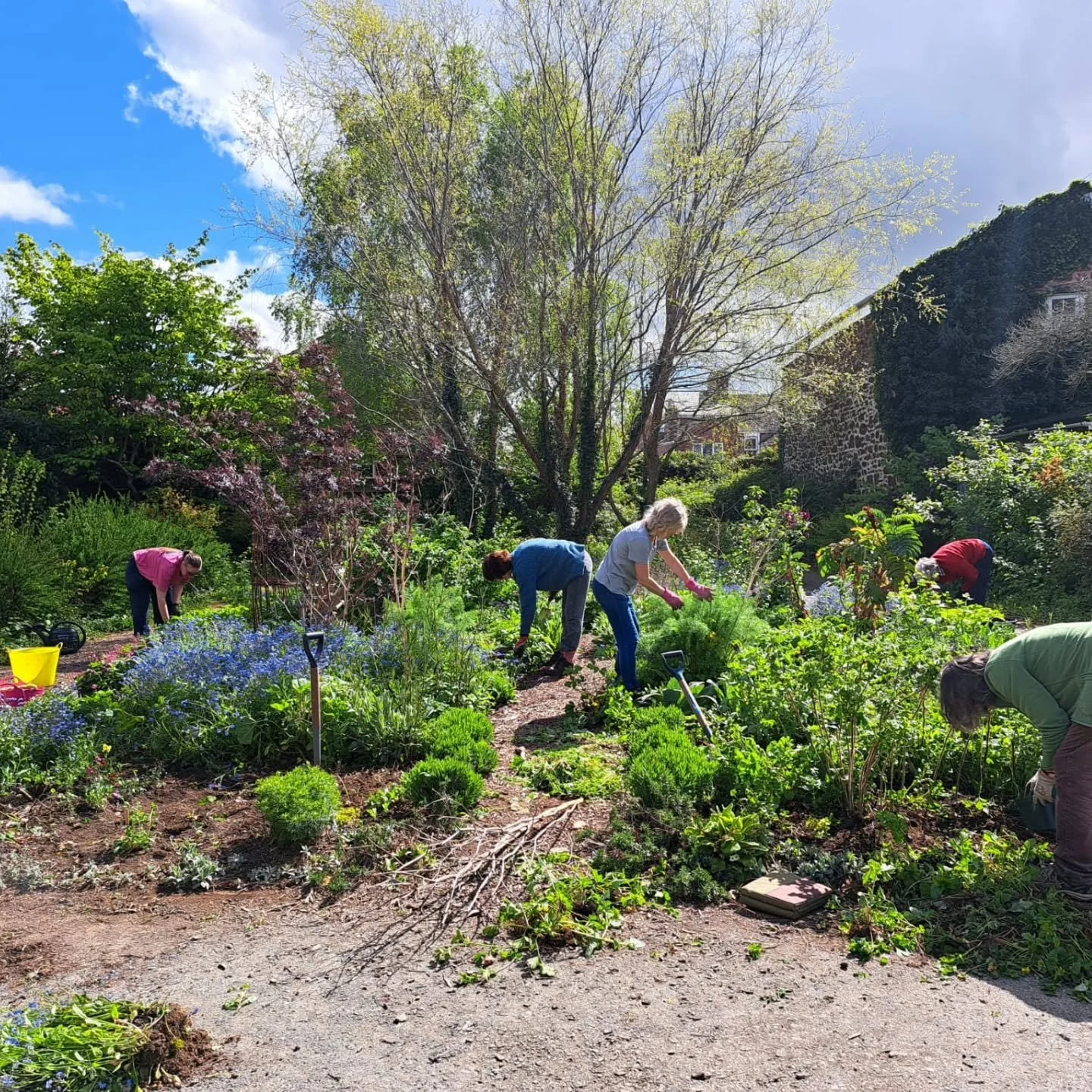 What a joy and privilege to post these snaps of volunteers at @pincescommunitygarden planting out native plants grown in my little nursery. 🥹

Thank you Jen for sharing these pics with me of the planting that happened in early May. I hope the plants