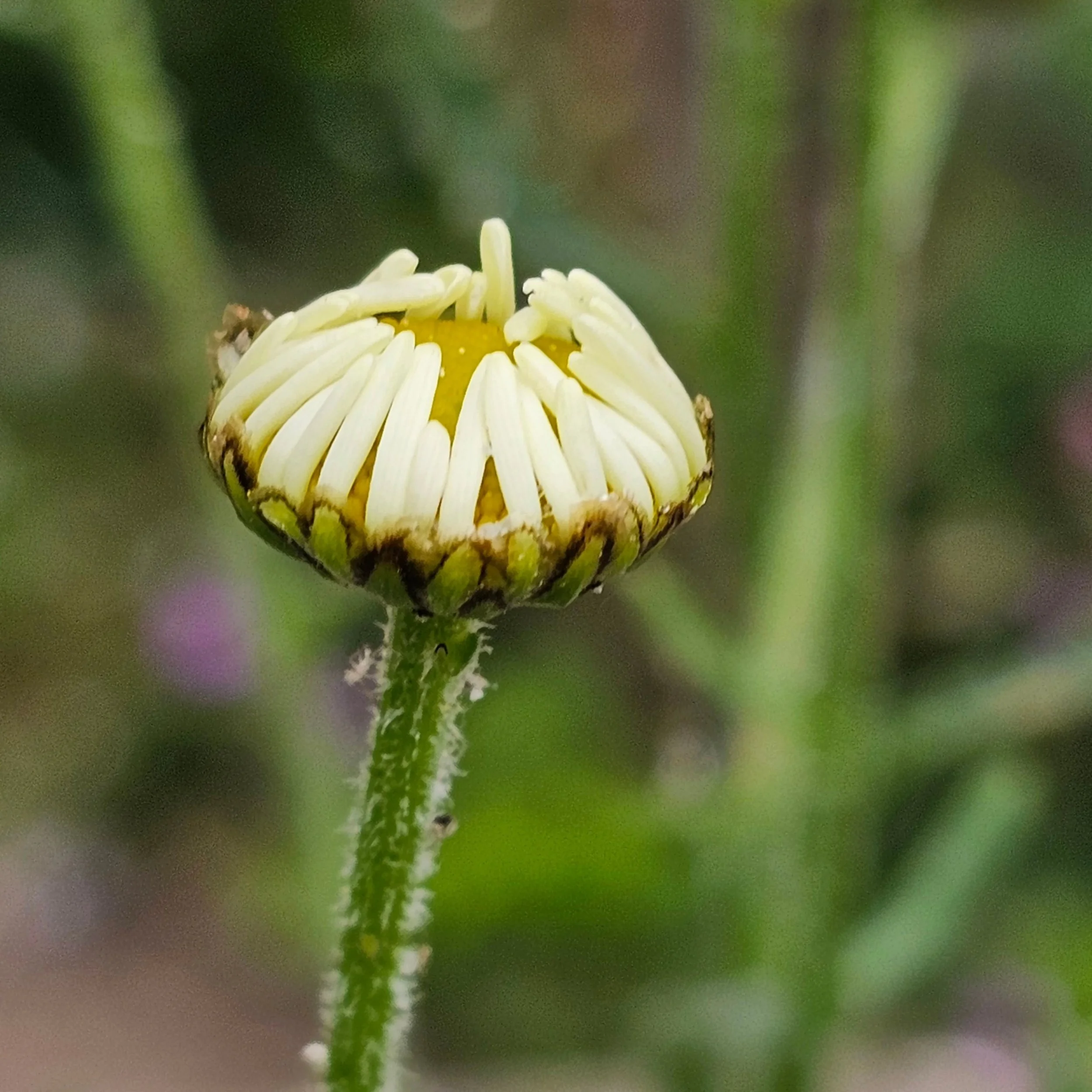 So many of the native plants in my garden are freshly opened or on the cusp of opening.

Just a few amateur snapshots here, inspired by a recent order for my plants to help with a filming project.

Ox-eye daisy
Wild carrot
Chicory
Birdsfoot trefoil
W