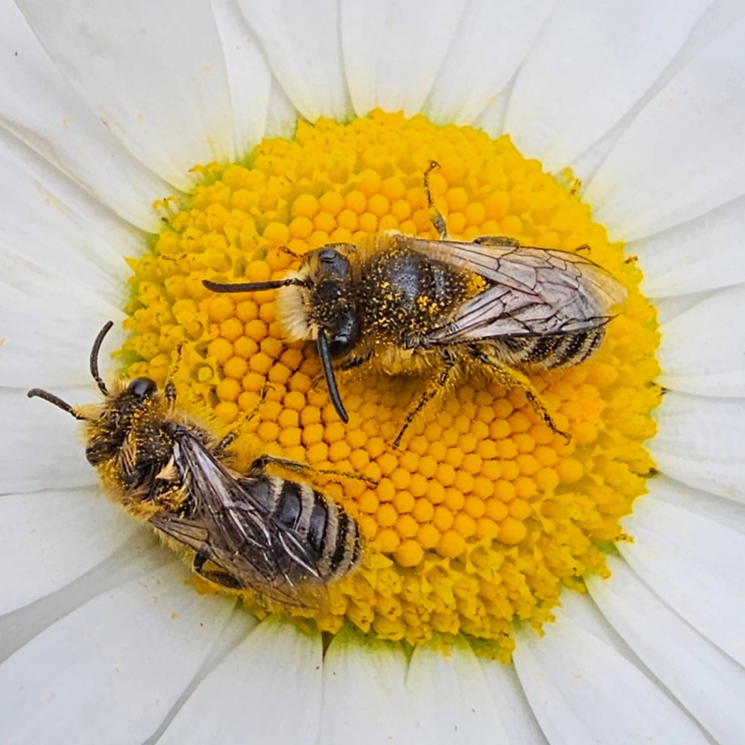 Very still, wild solitary bees and a beetle hanging on to the wildflowers this morning after last night's storm. 🤫

All just outside my back door. ✨

#nativeplants #wildflowersinthegarden #wildflowergarden