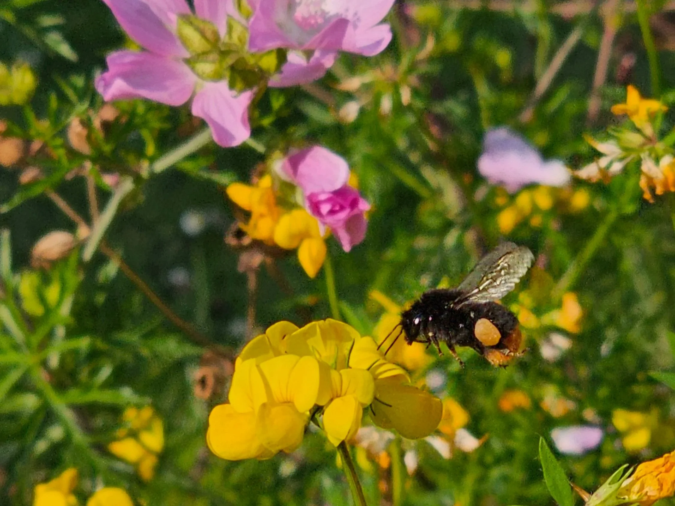Red-tailed+bumblebee+pollen+basket+birdsfoot+trefoil.jpg