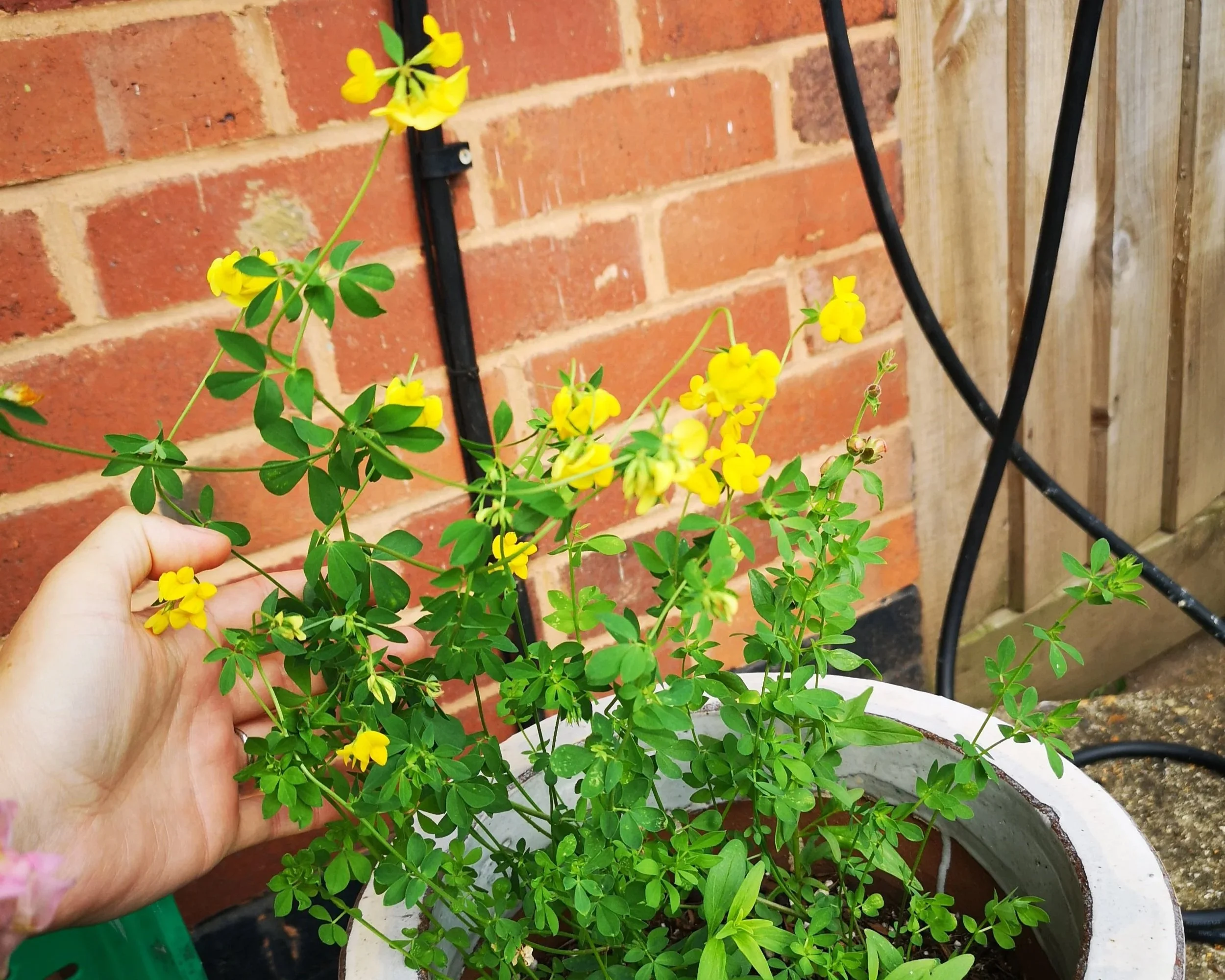 Birdsfoot trefoil growing in a container