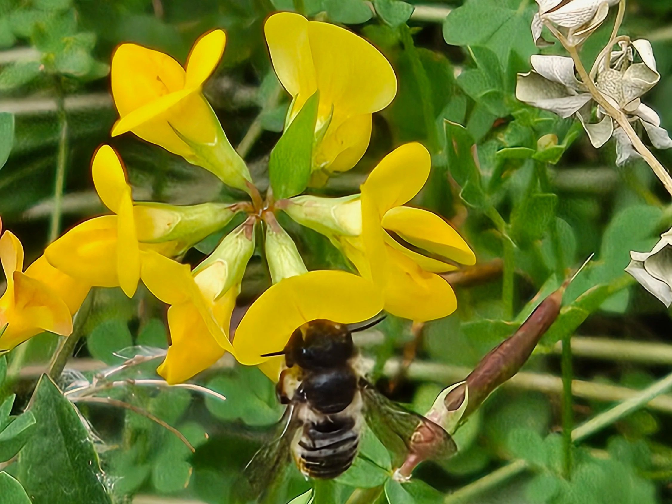 Leafcutter+bee+birdsfoot+trefoil.jpg