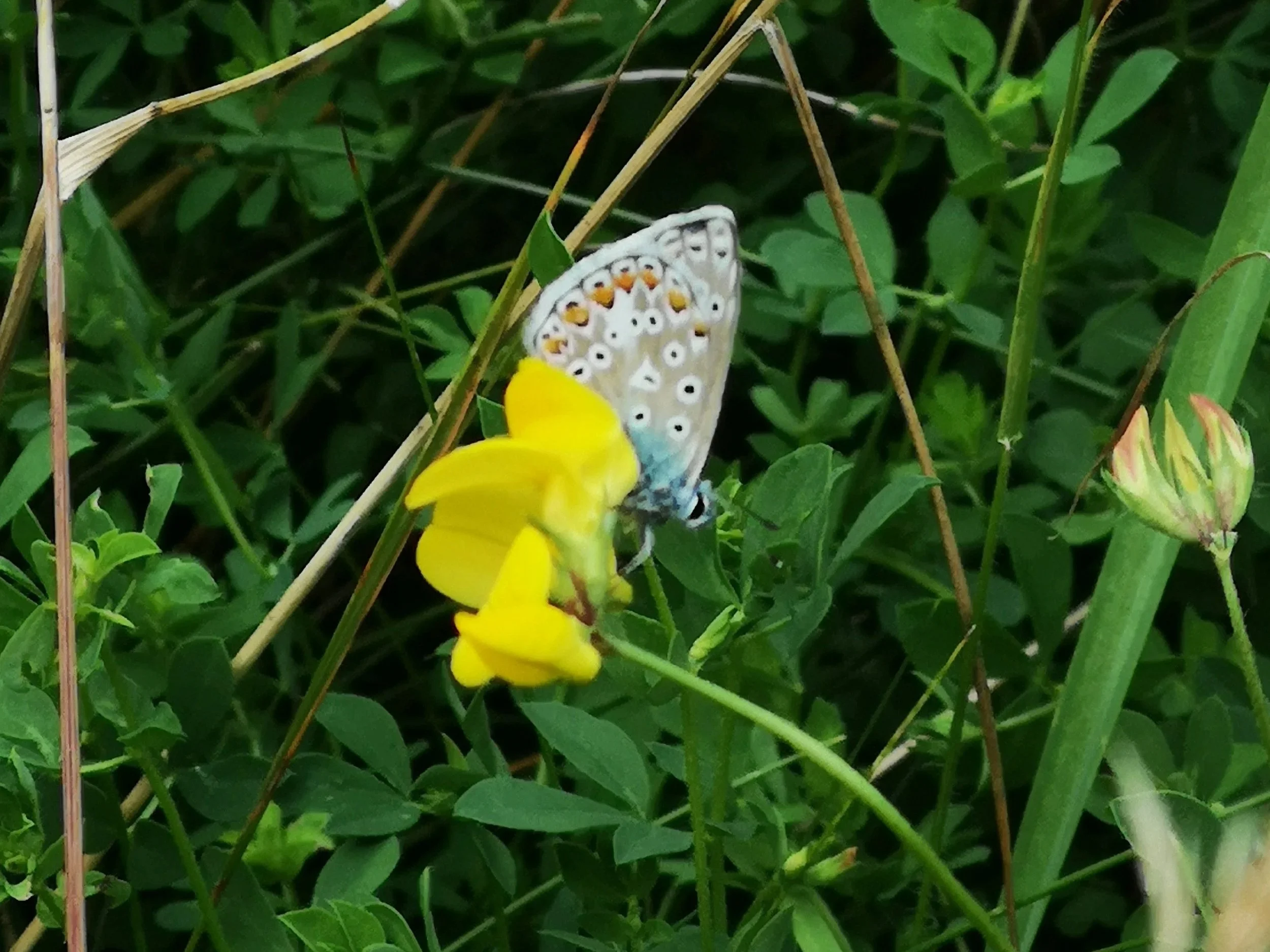 Common blue butterfly feeding from birdsfoot trefoil flower