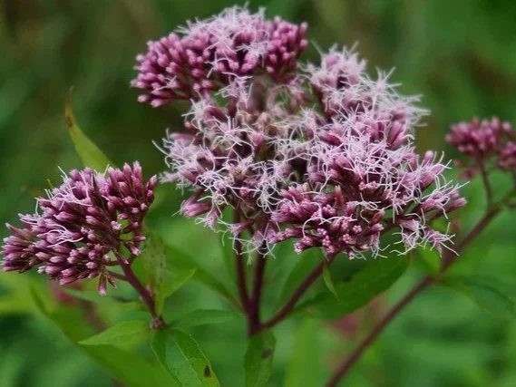 Hemp agrimony