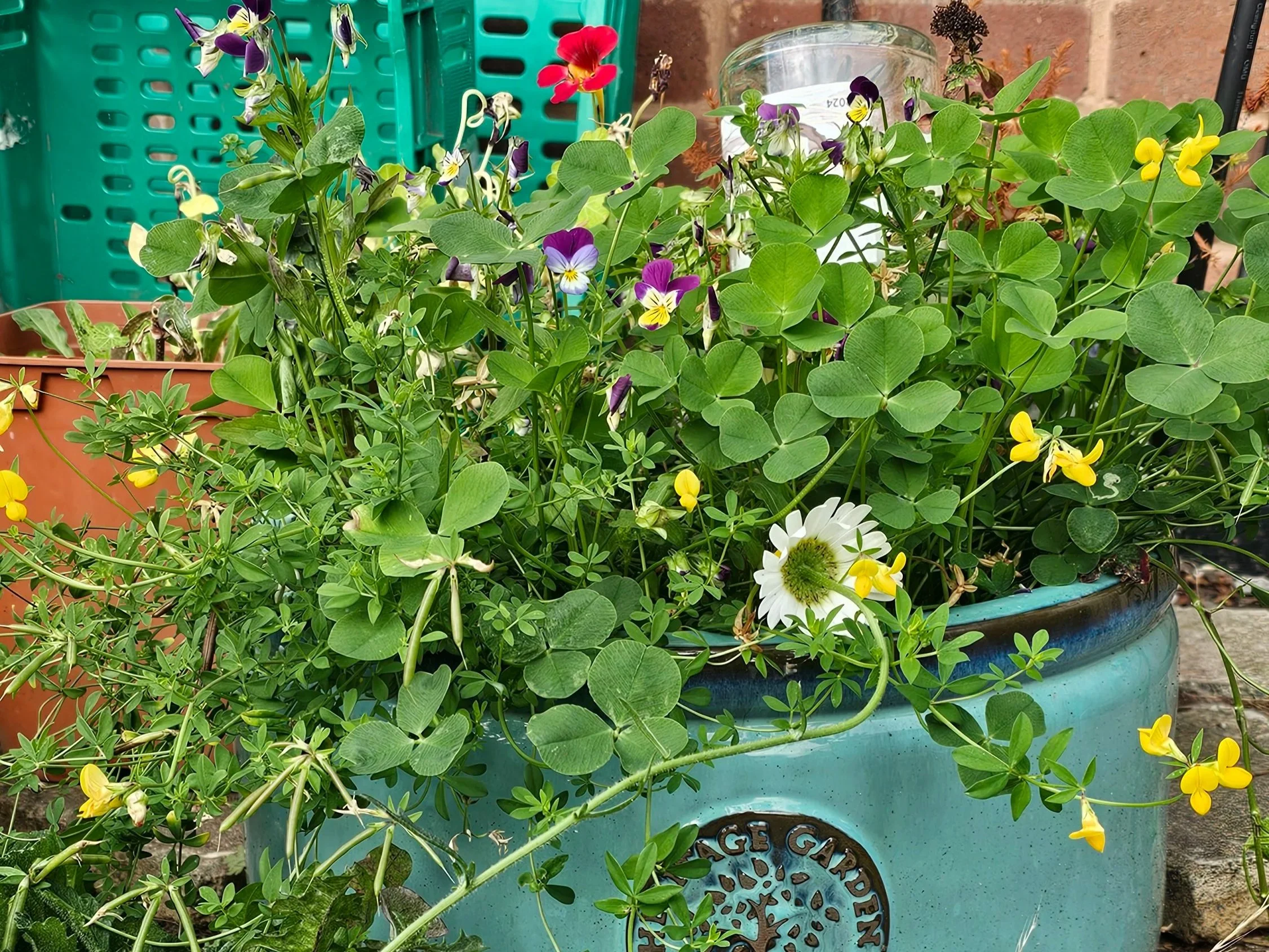 Container+birdsfoot+trefoil.jpg