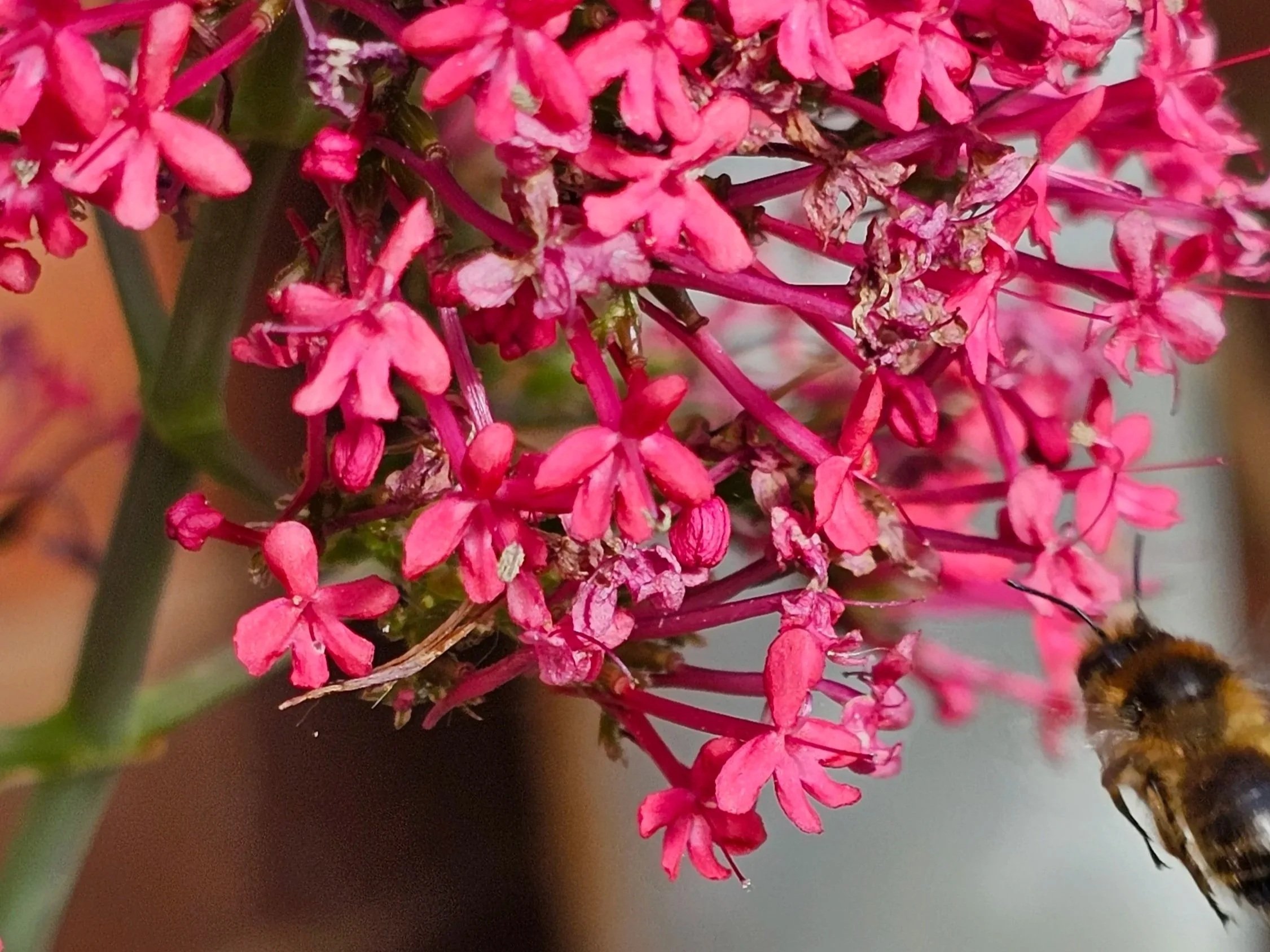 Red%2Bvalerian%2Bsolitary%2Bbee.jpg