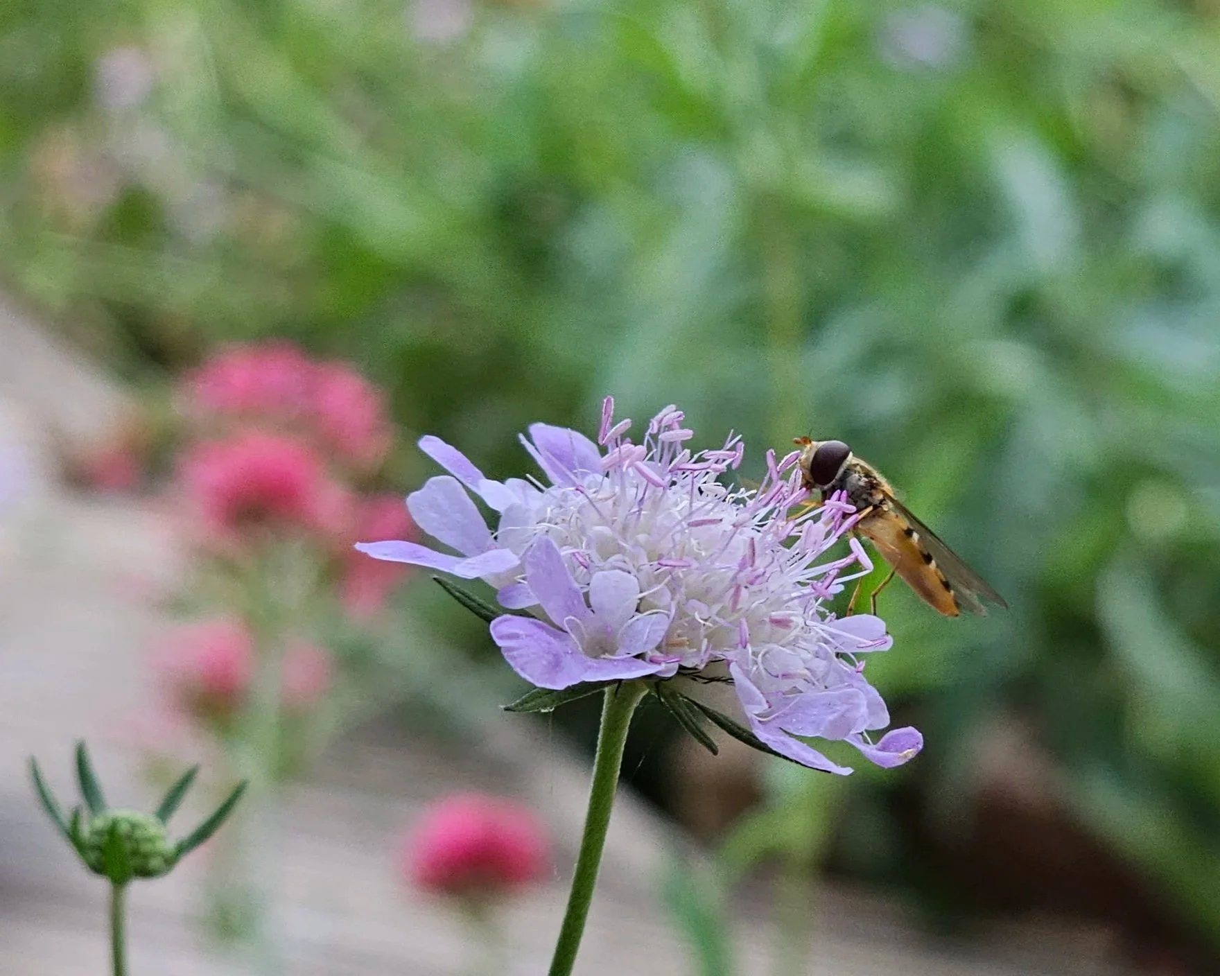Small scabious