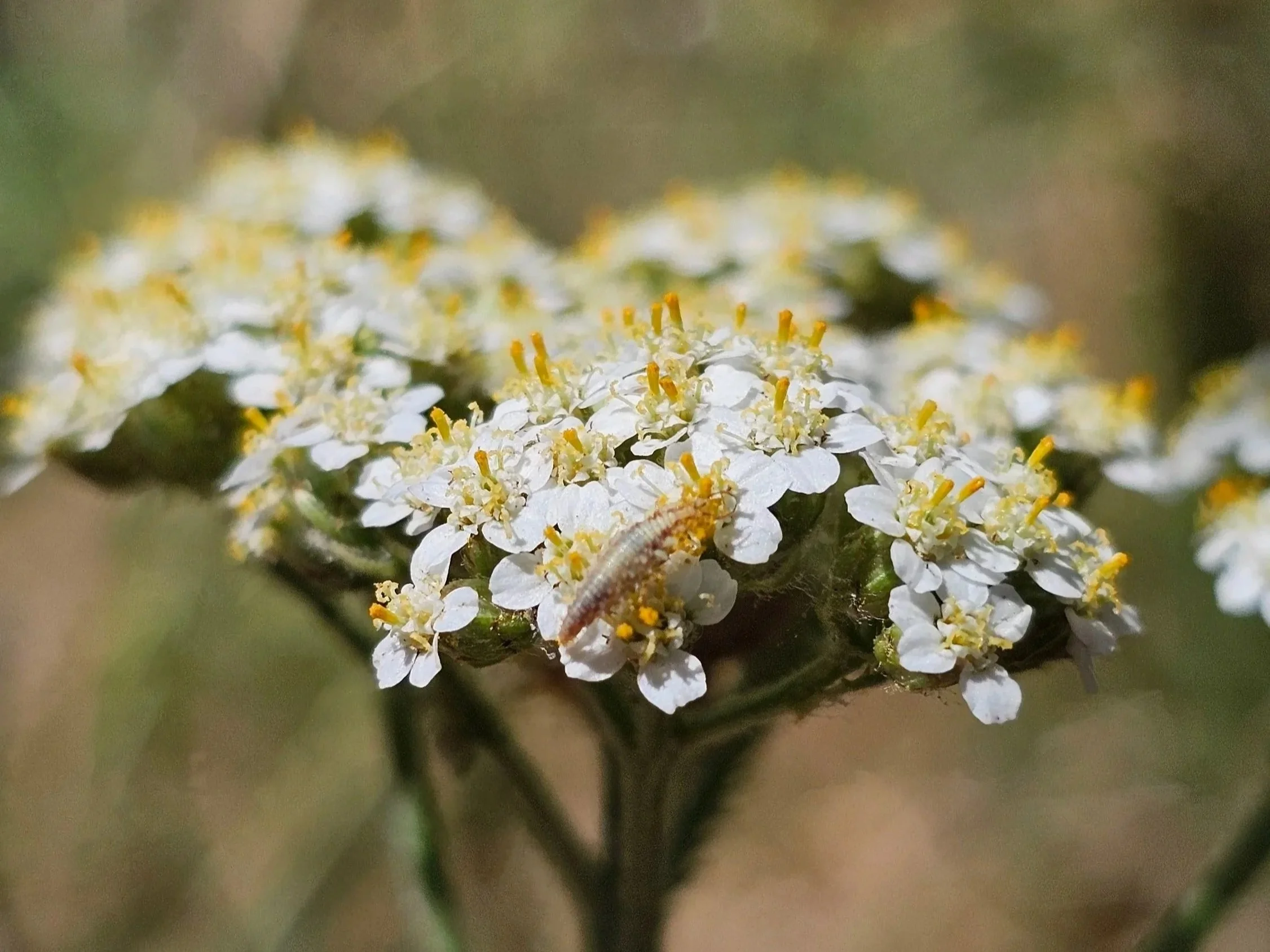 Yarrow