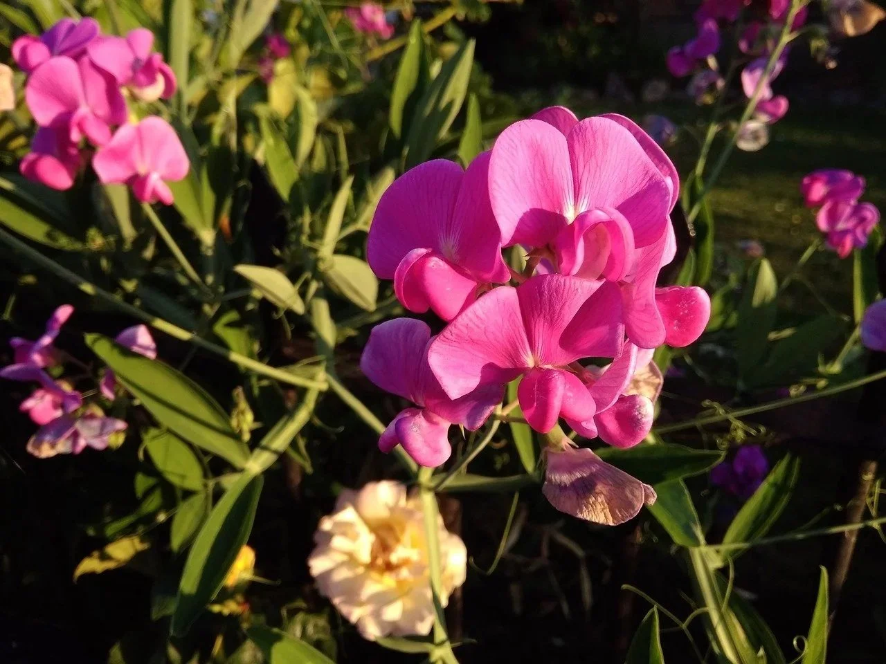 Narrow-leaved+everlasting+pea+-+Pixabay.jpg