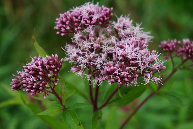 Pixabay - hemp agrimony flowerhead.jpg