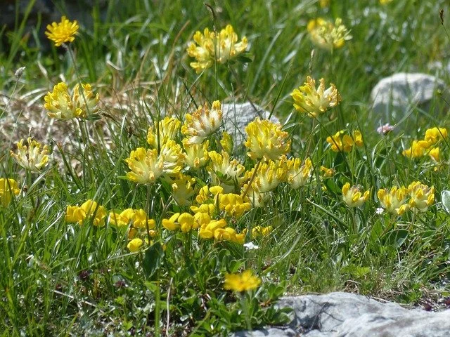 Kidney vetch