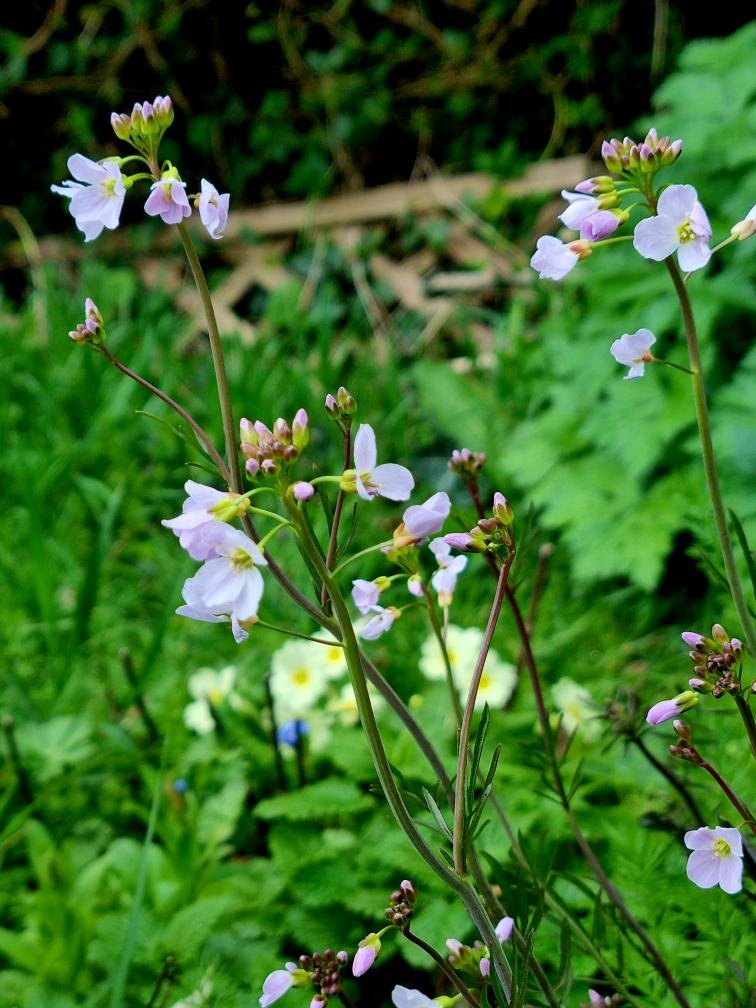 Sandy - Lady's smock.jpg