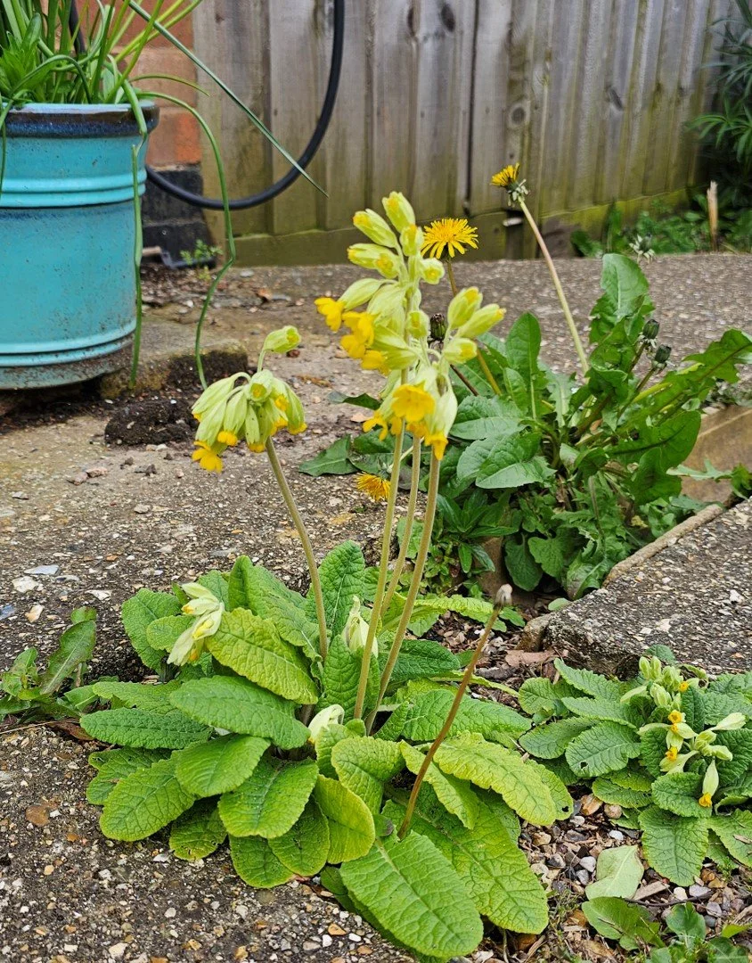 Cowslip in concrete drain.jpg