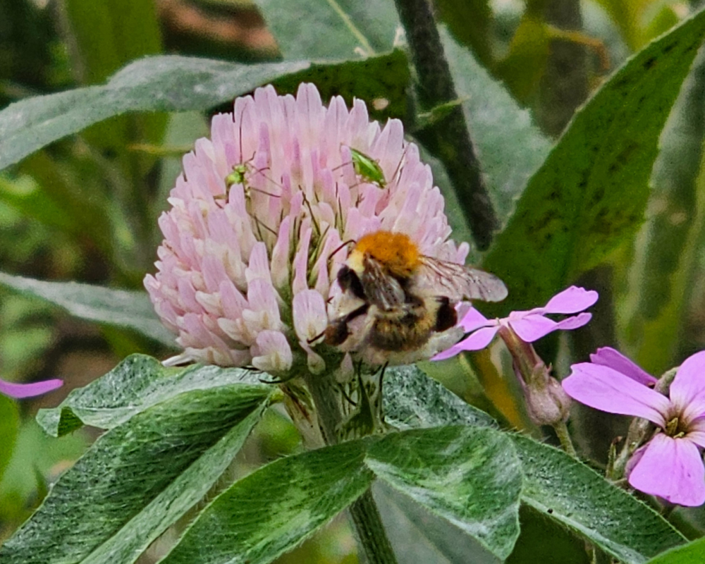 Red clover