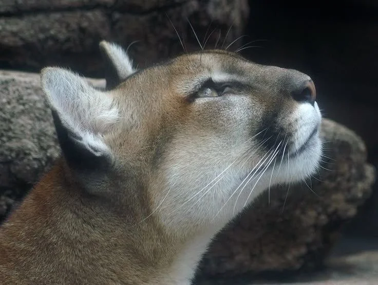 Animalia Journey | Capricorn