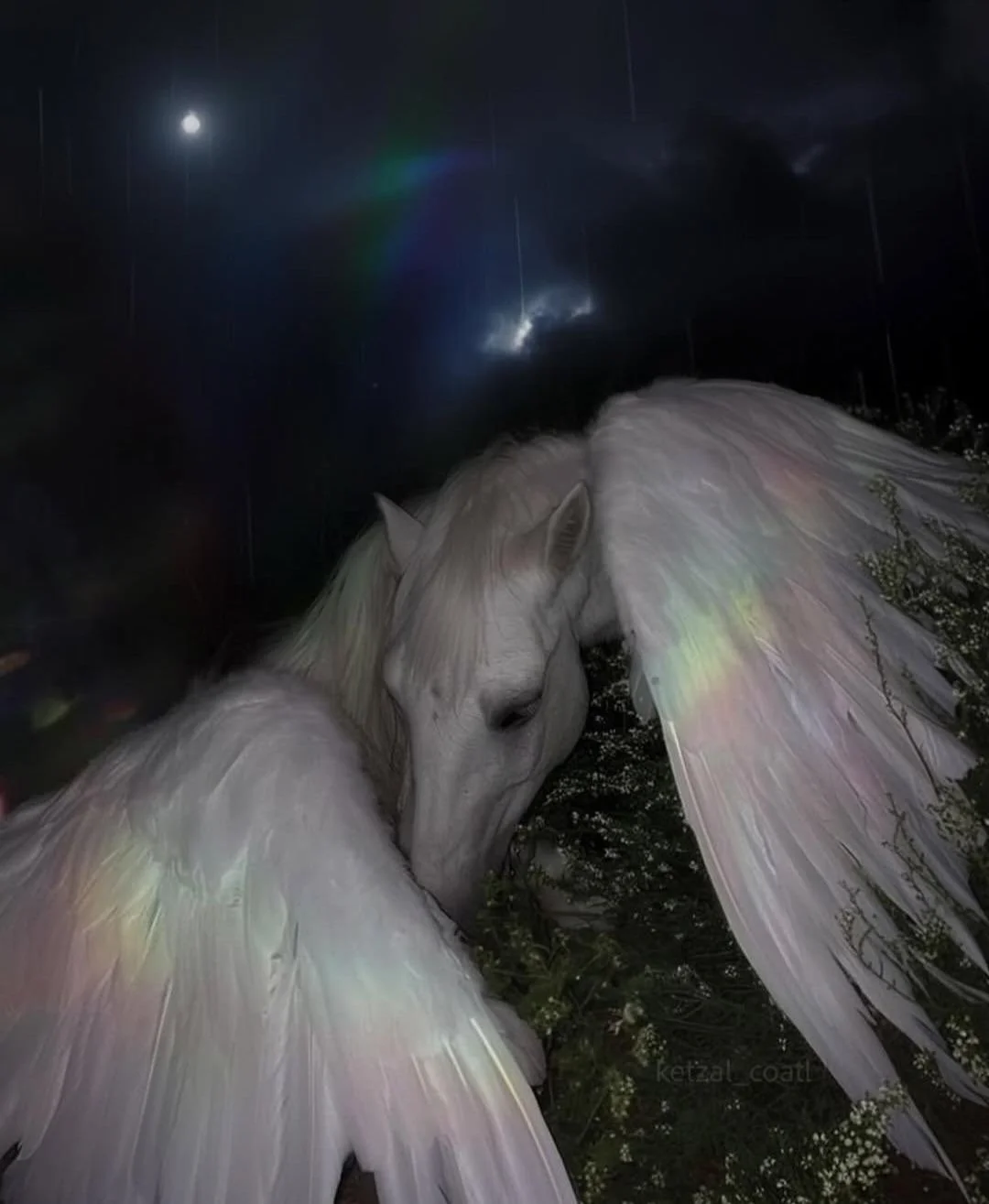 Animalia Journey | Pisces