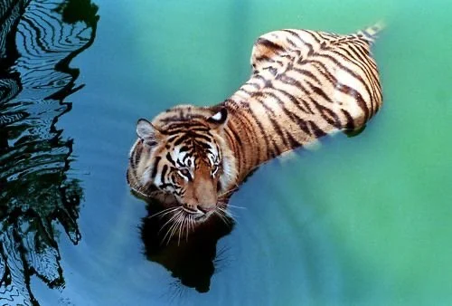 Animalia | Virgo.