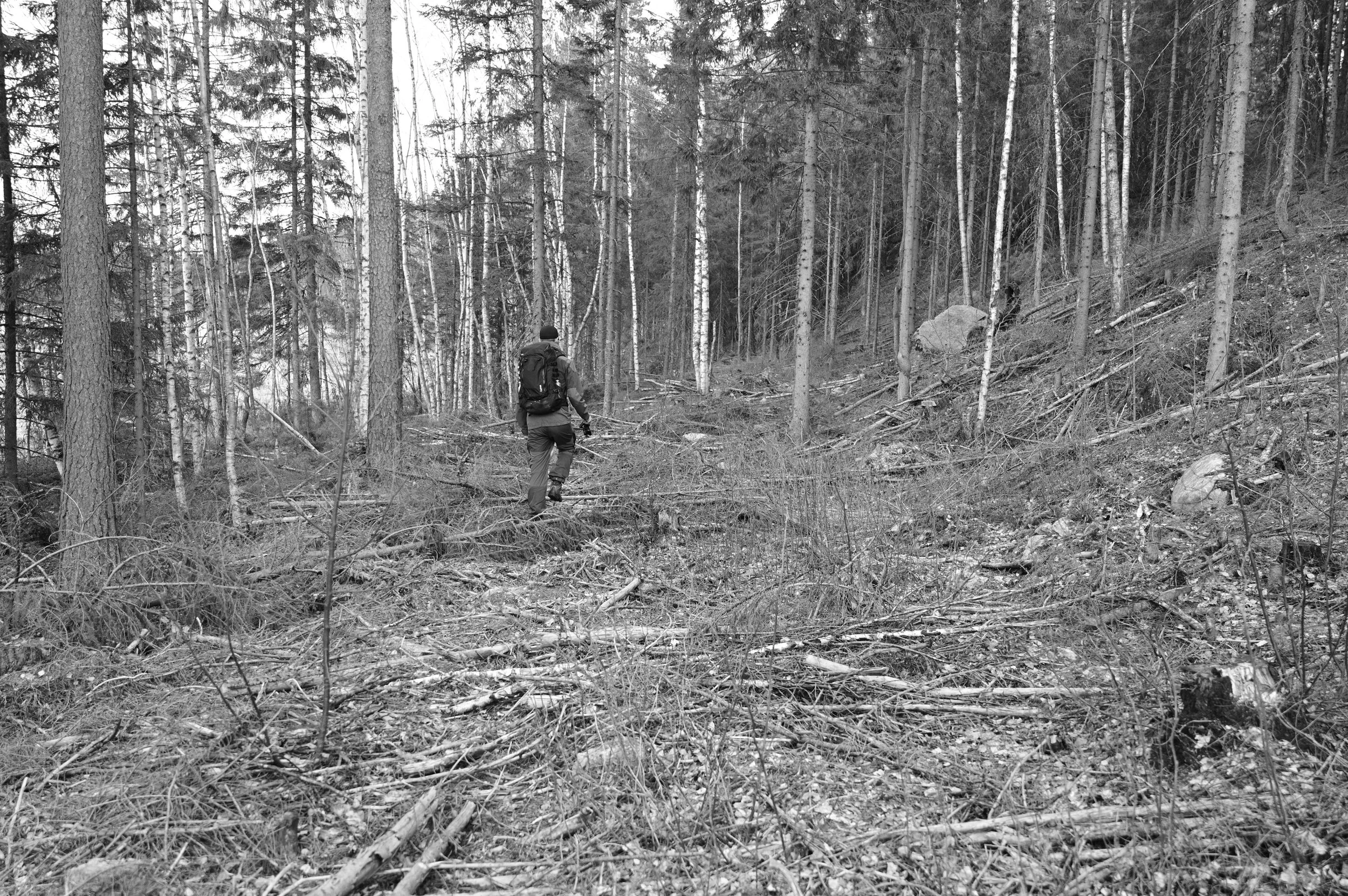Men, sedan mot slutet av träsket då man börjar närma sig mynningen så hade en skogstraktor varit framme och förstört naturen. Det såg mycket otrevligt ut. 