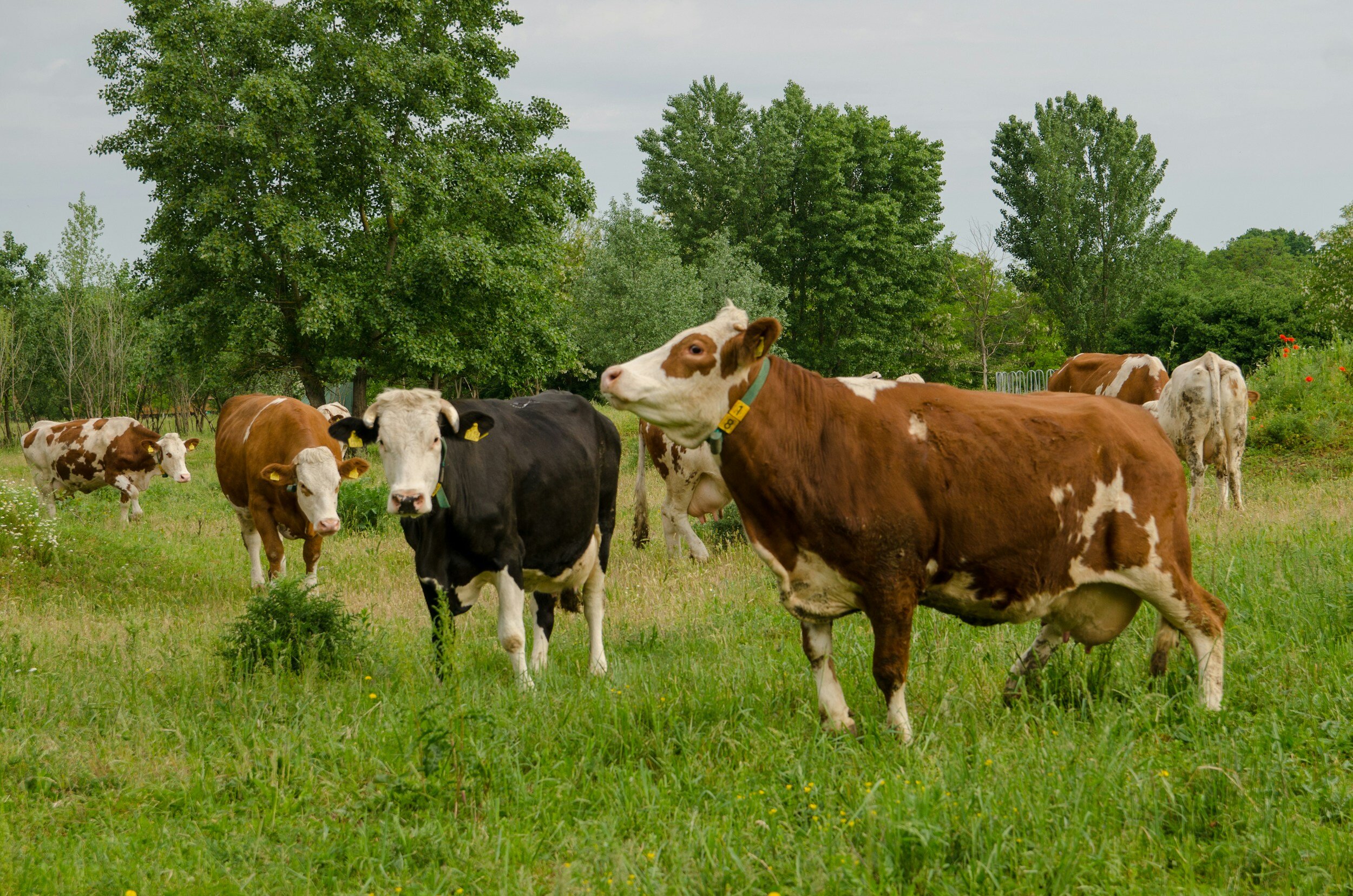 Derbyshire Rural Chaplaincy