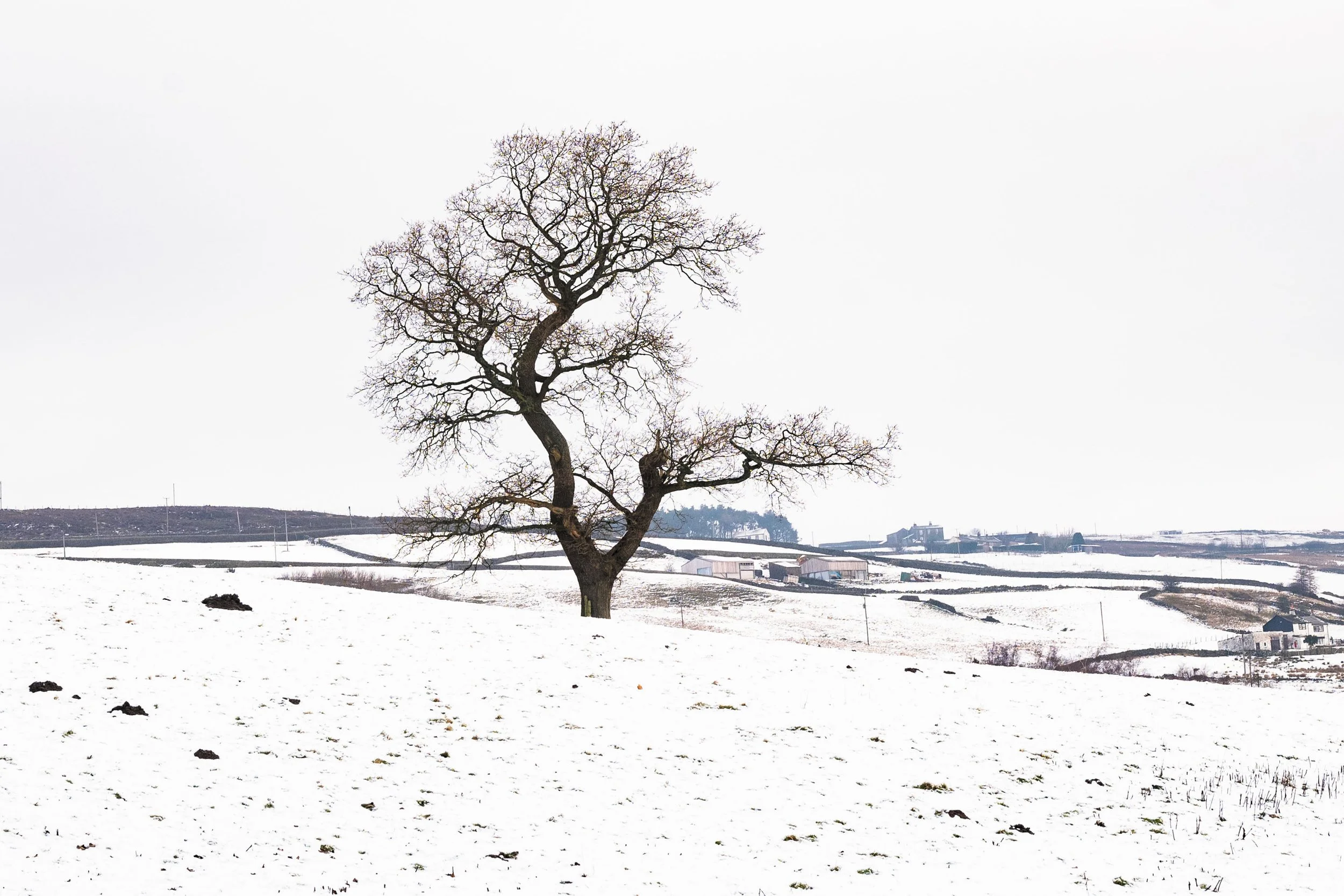 Een kale boom in een sneeuwbedekt landschap met enkele gebouwen op de achtergrond.