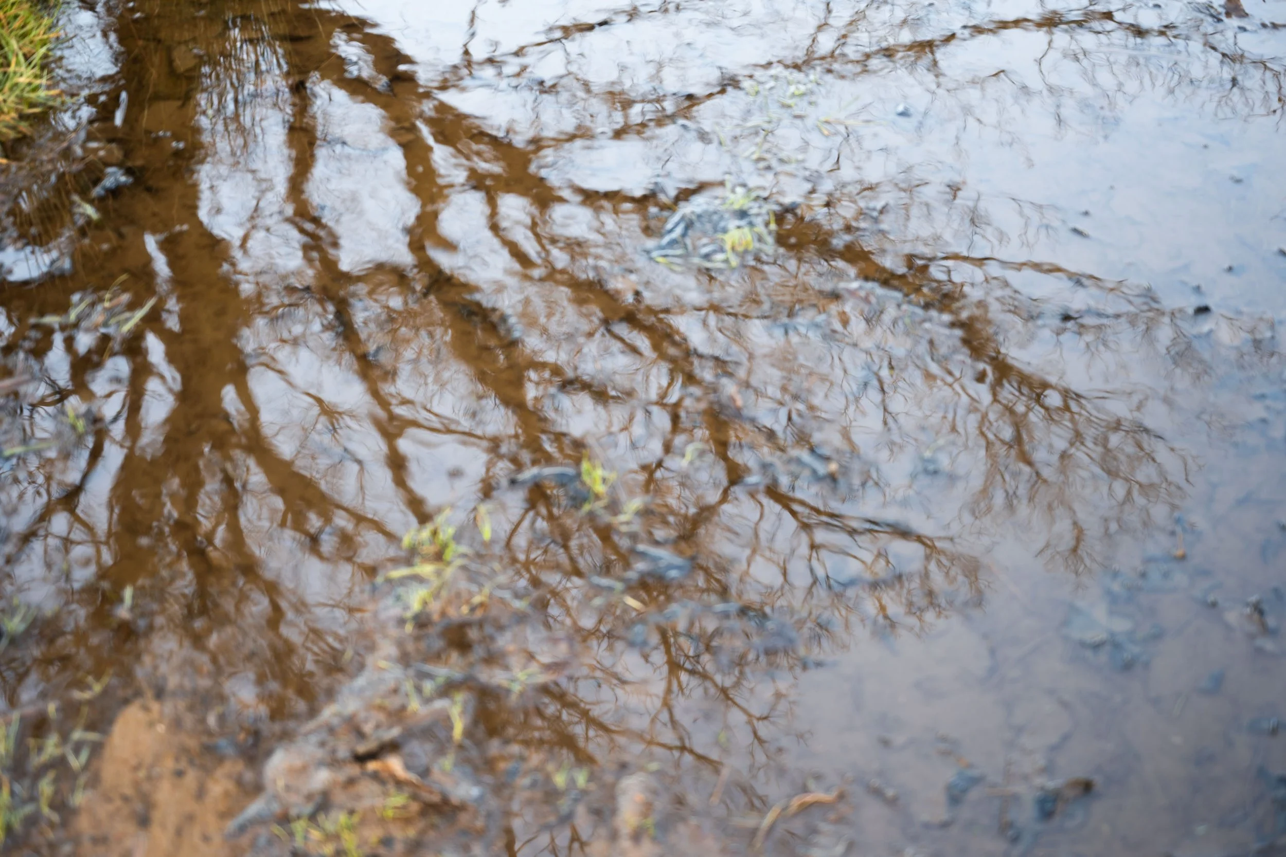 Reflexie van boomtakken en de lucht in een waterplas