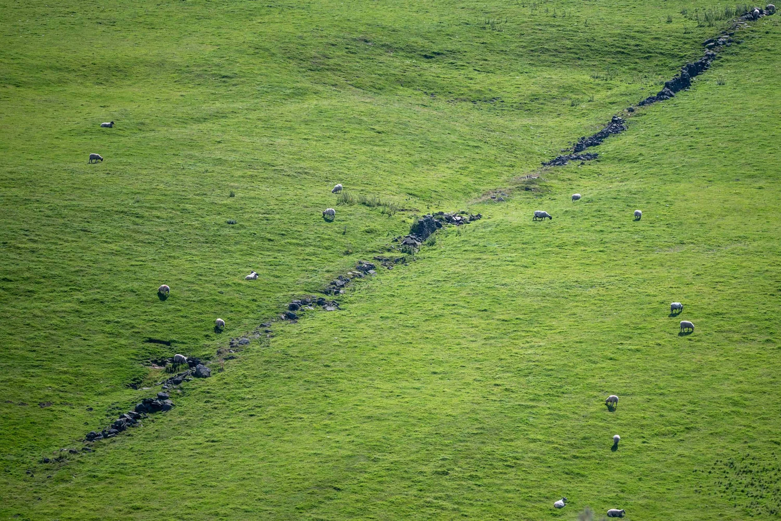 Groene heuvellandschap met meerdere schapen die grazen en een kubusvormige rotstapijten die door de heuvel lopen.