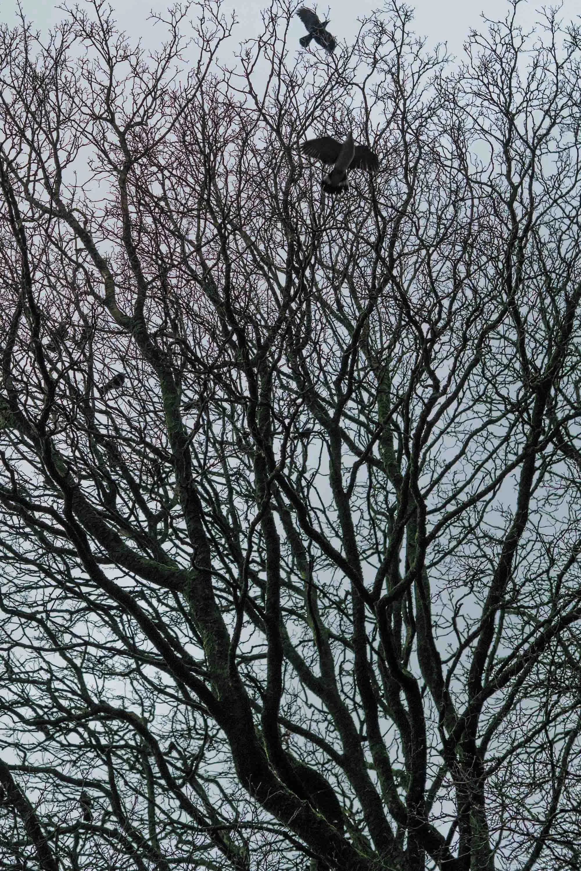 Bladluis op kale boom met twee vogels in de lucht
